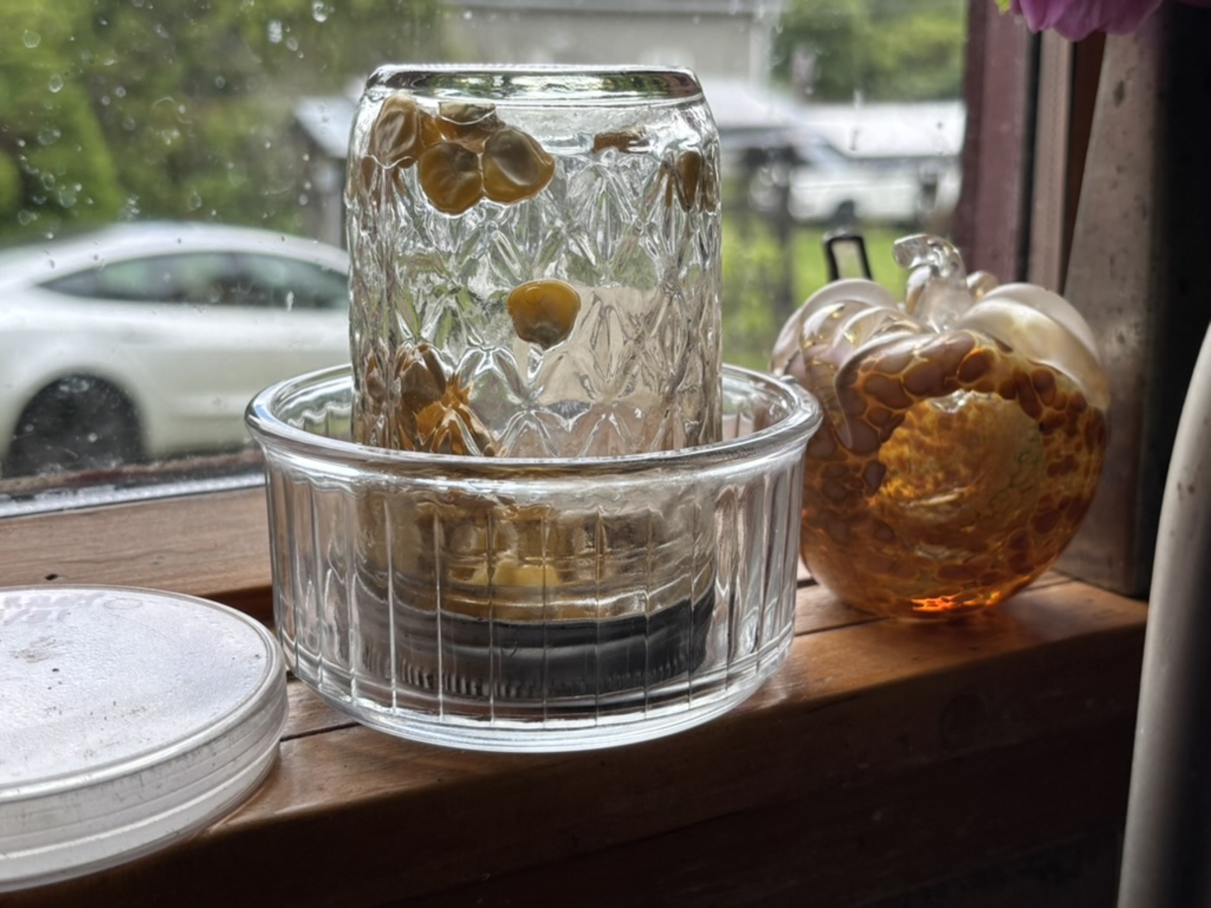 Corn sprouting in jar