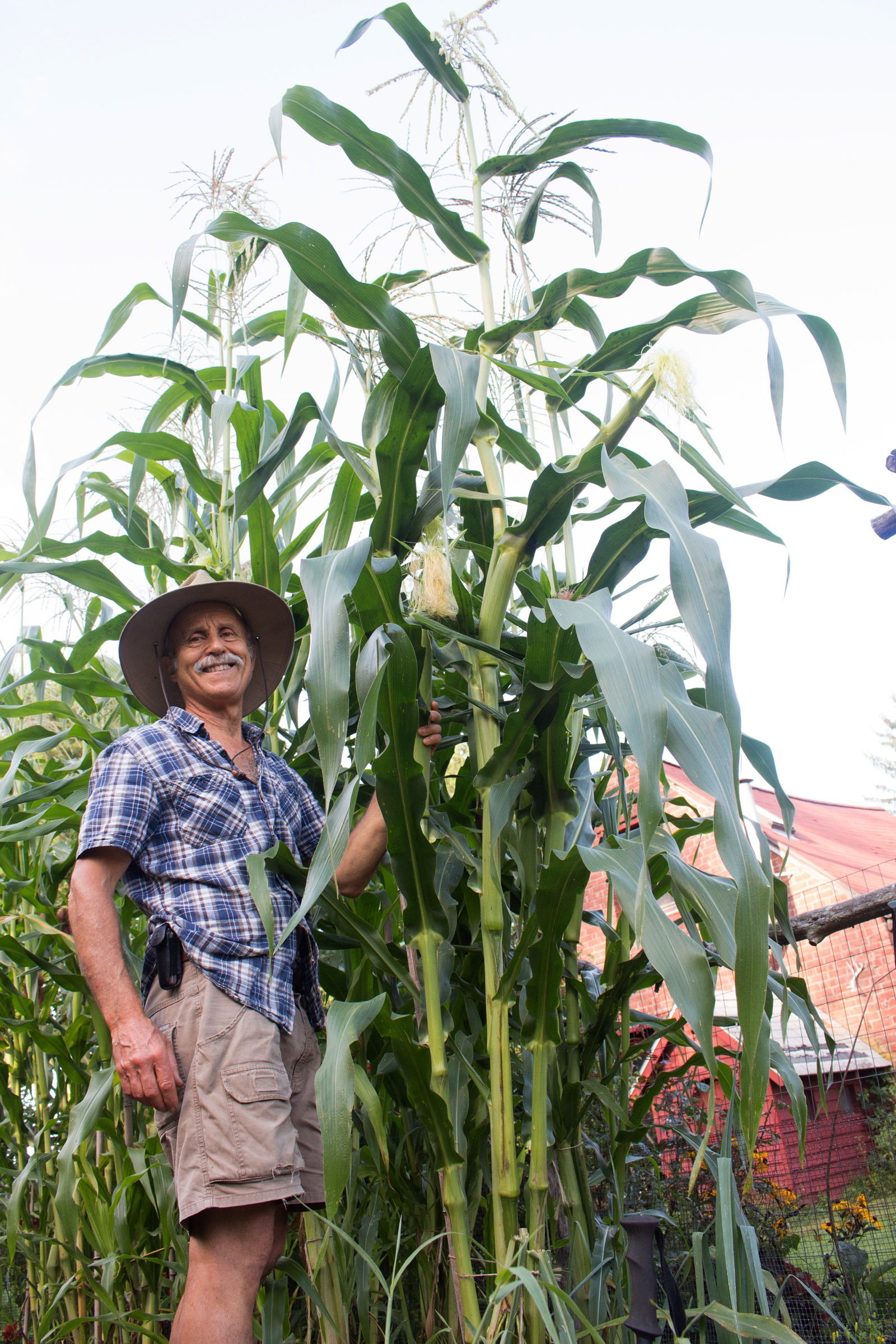 Tall corn and me