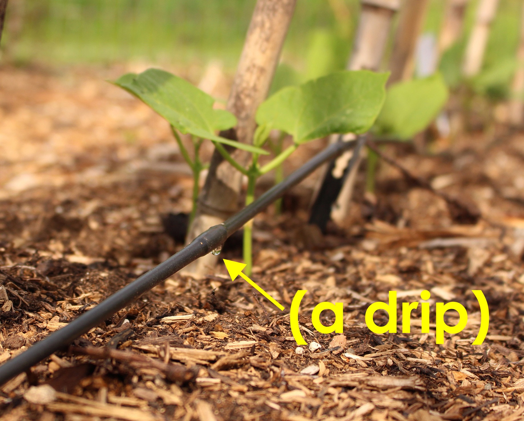 Dripline close up, with bean plants