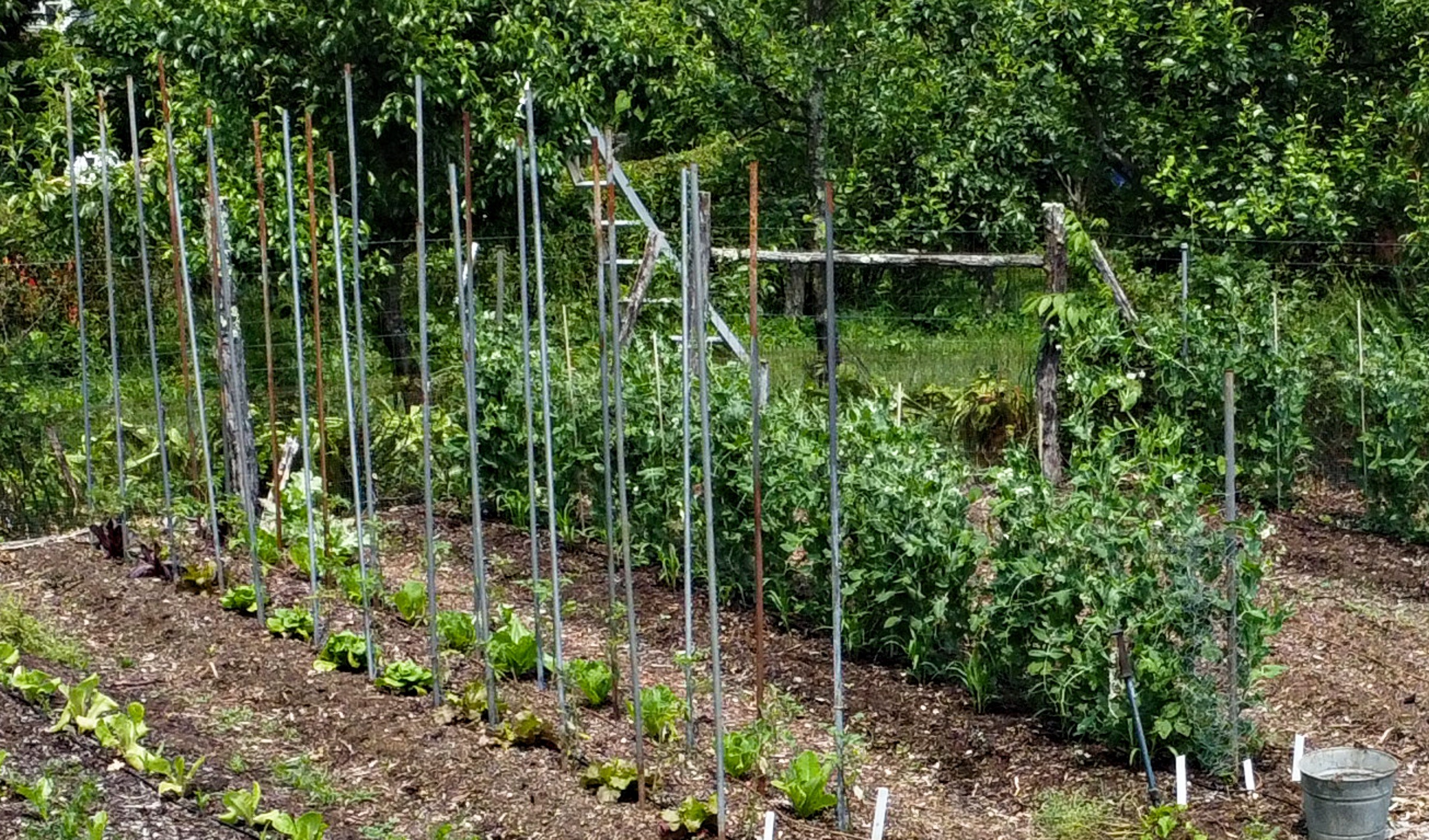 View of vegetable garden in mid-June