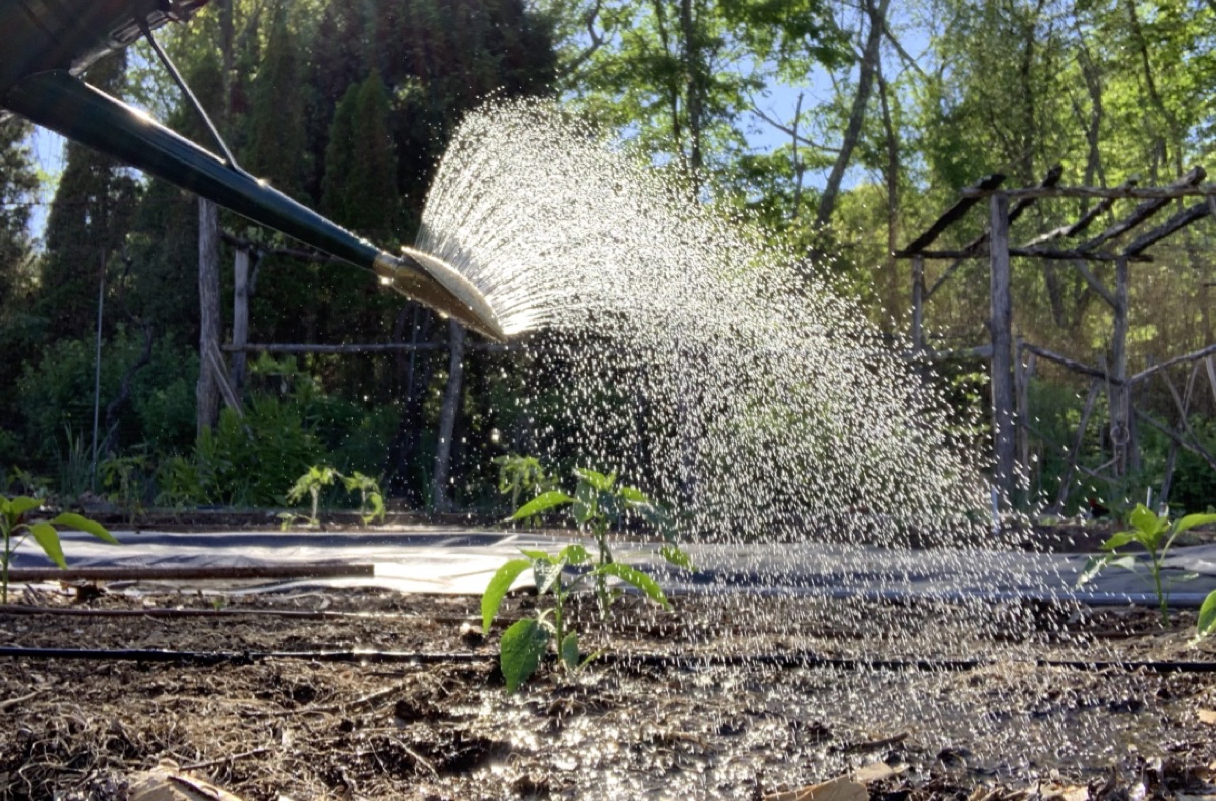Watering form watering can