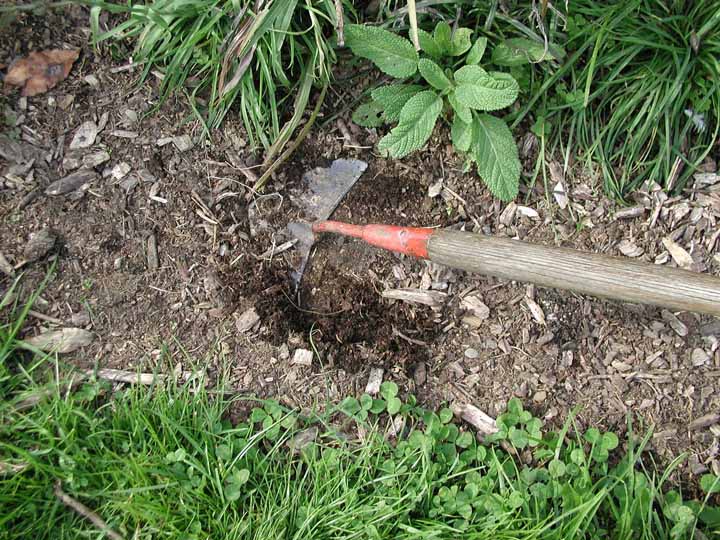 Winged weeder