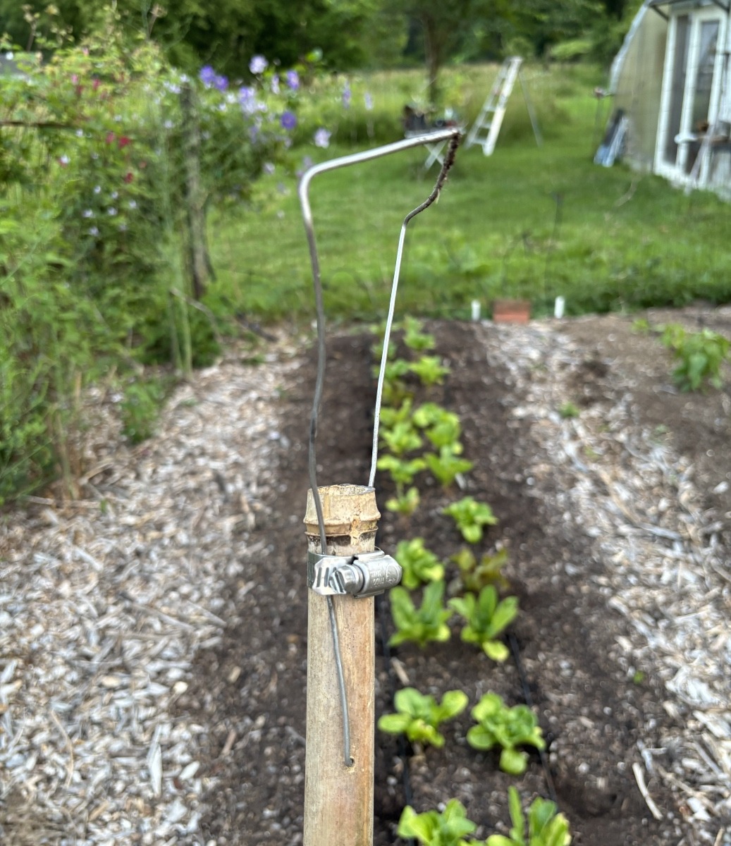 Head of home made wire weeder