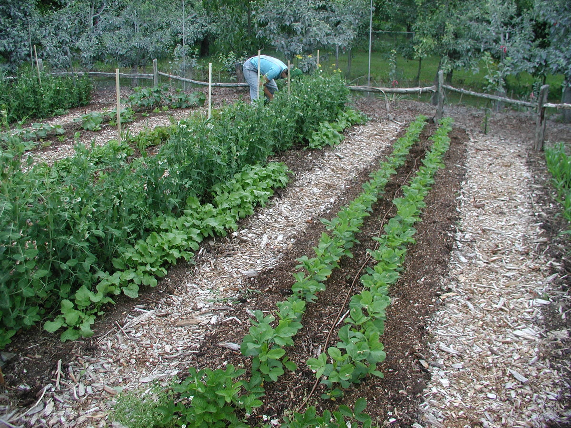 Beds and nearby paths with compost and wood chip mulches