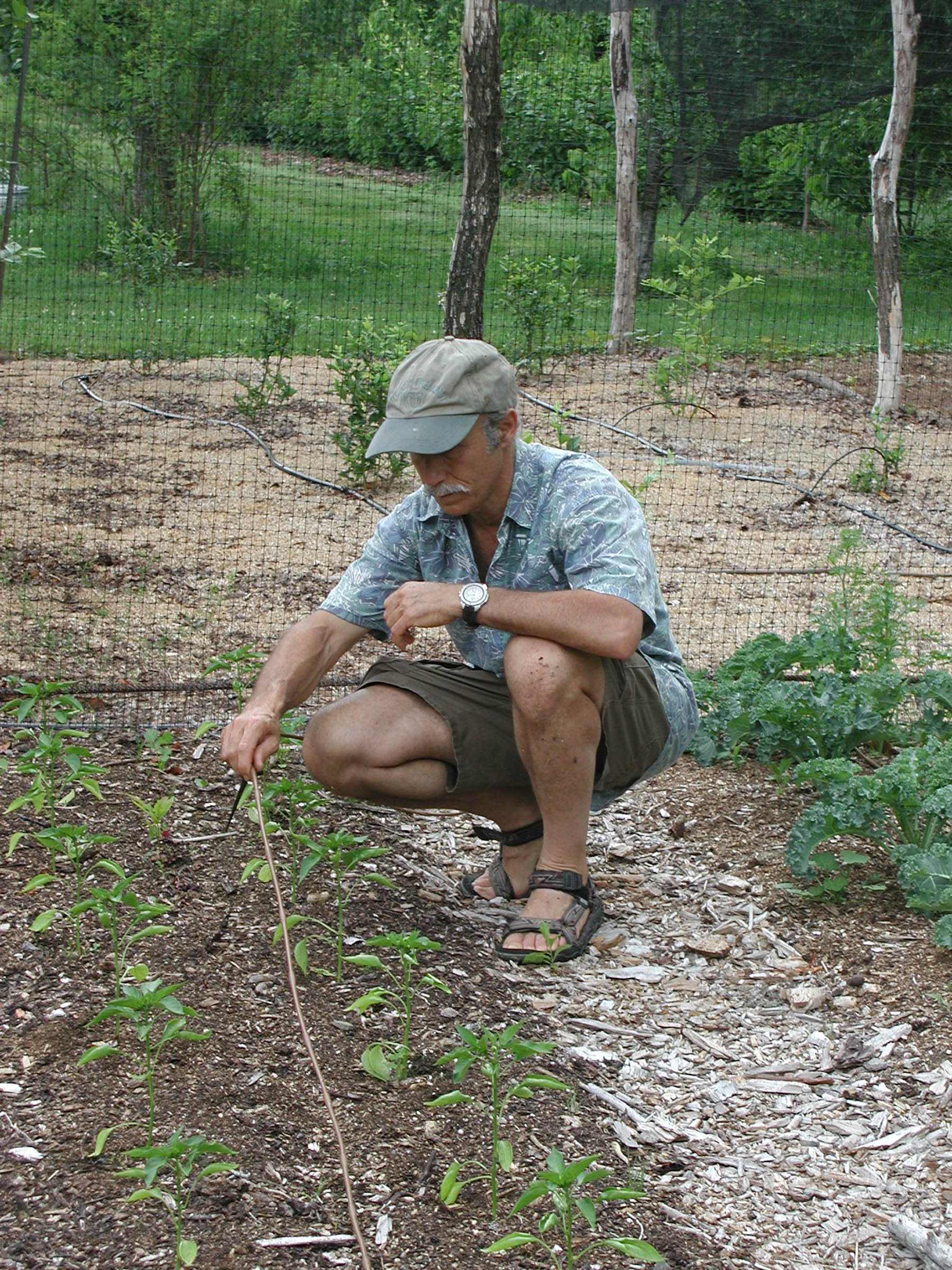 Drip line in vegetable bed