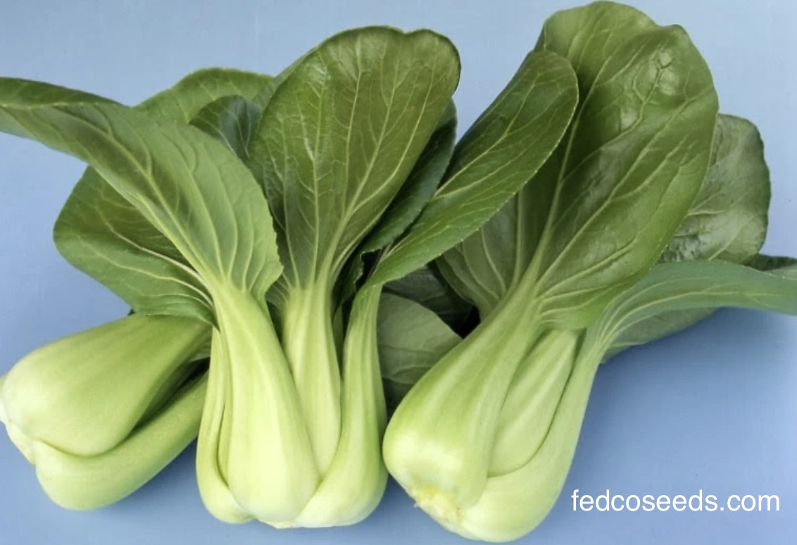 Baby bok choy