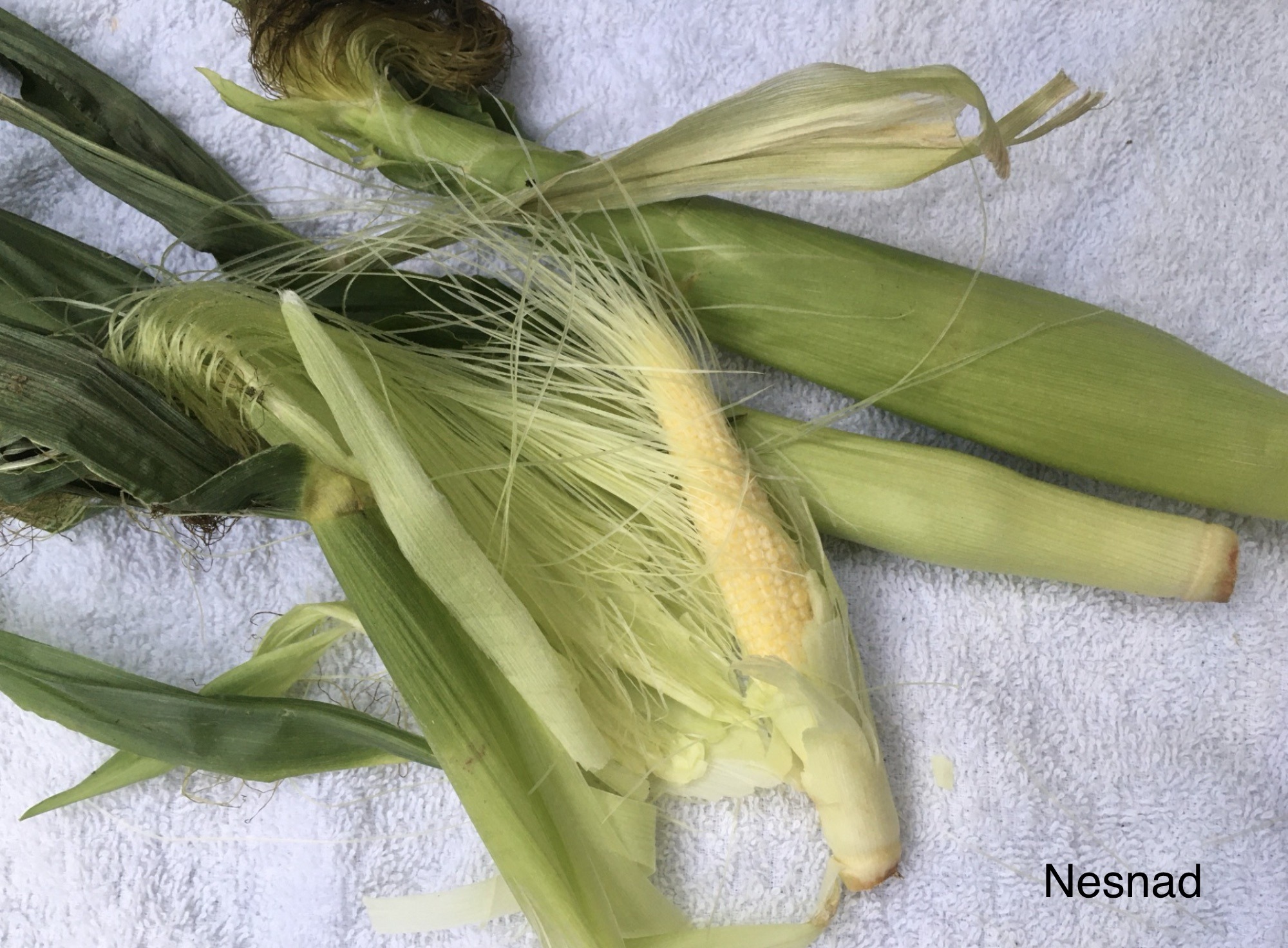 Baby corn