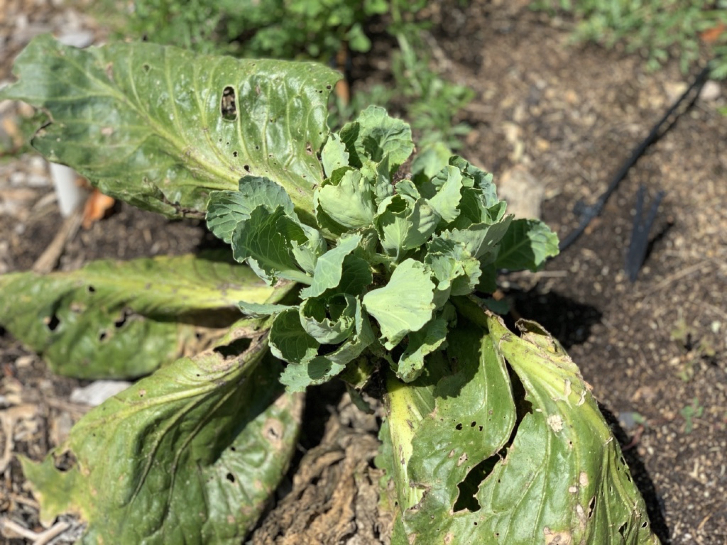 Cabbage with multiple heads