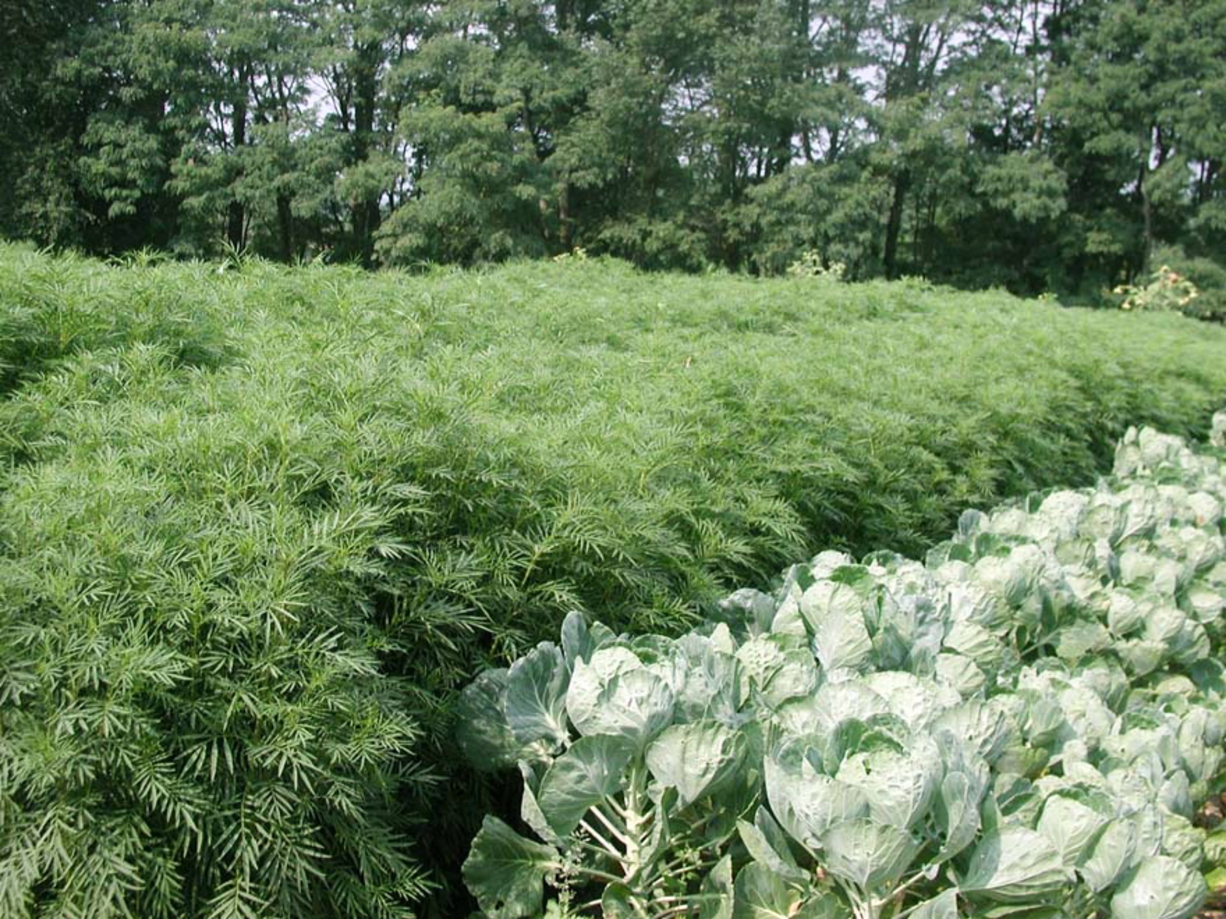 African marigold planted densely for nematode control