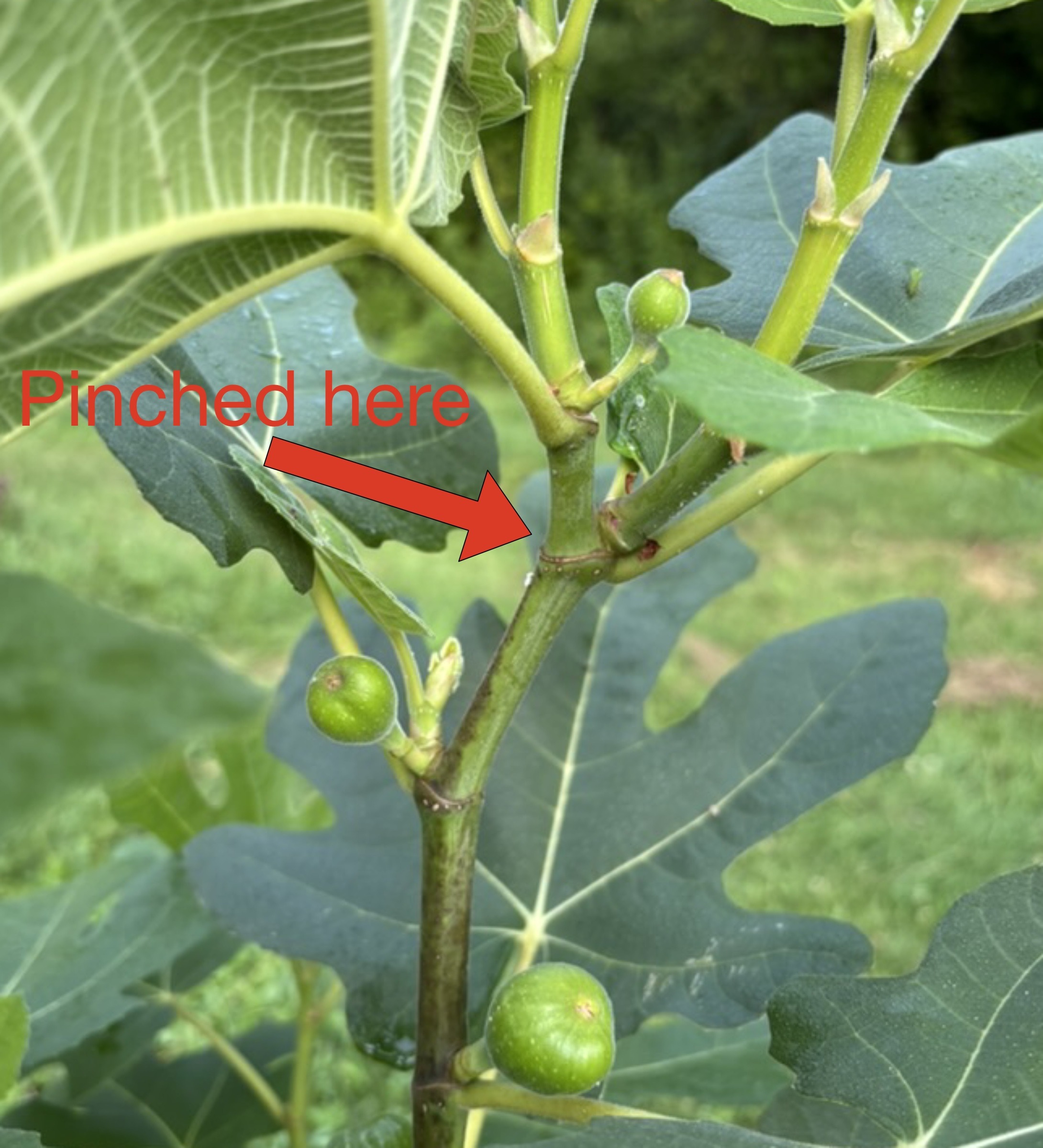 Effect of pinching fig shoot