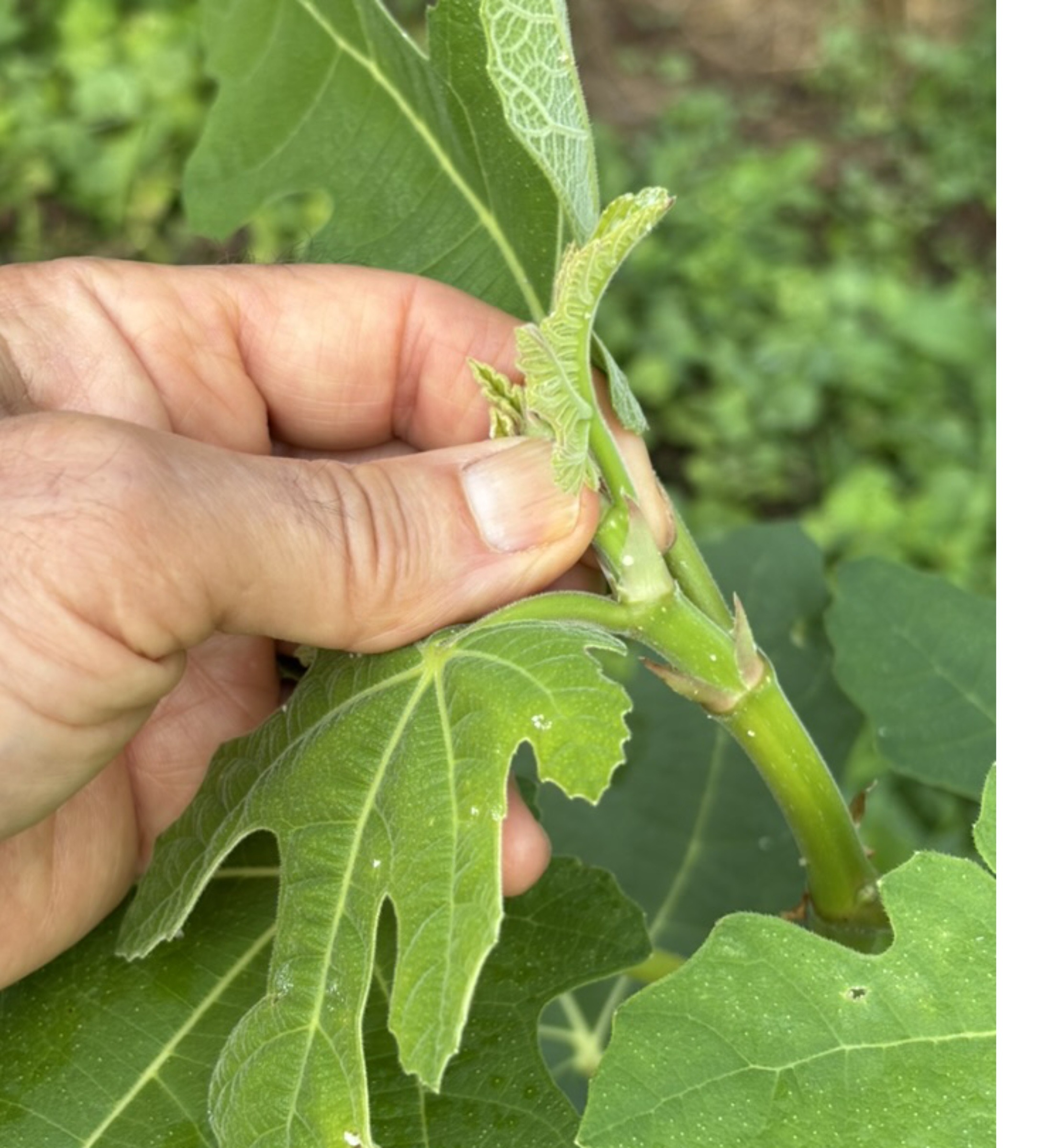 Pinching fig shoot