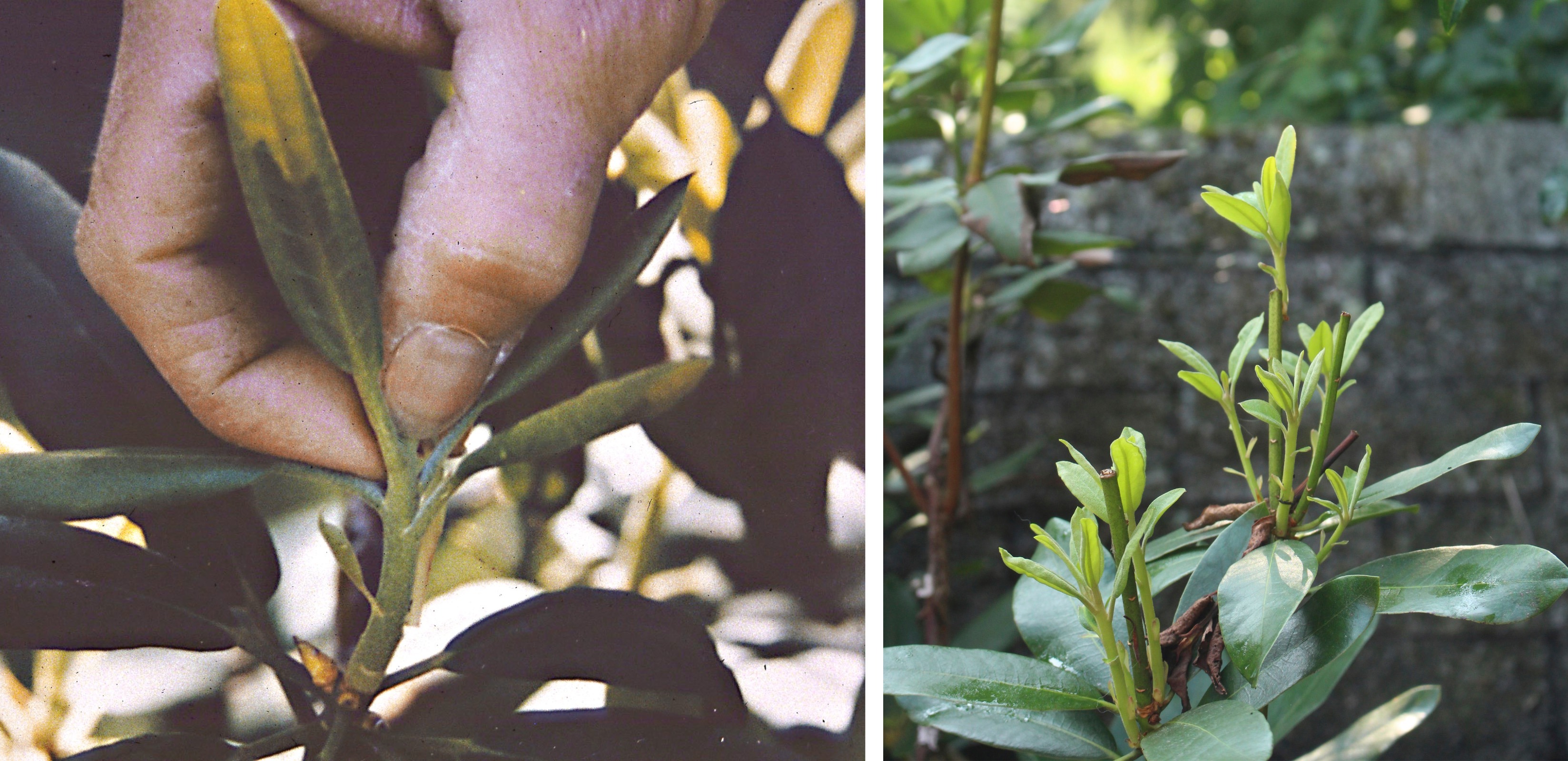 Branching from new rhododendron shoot pinched back