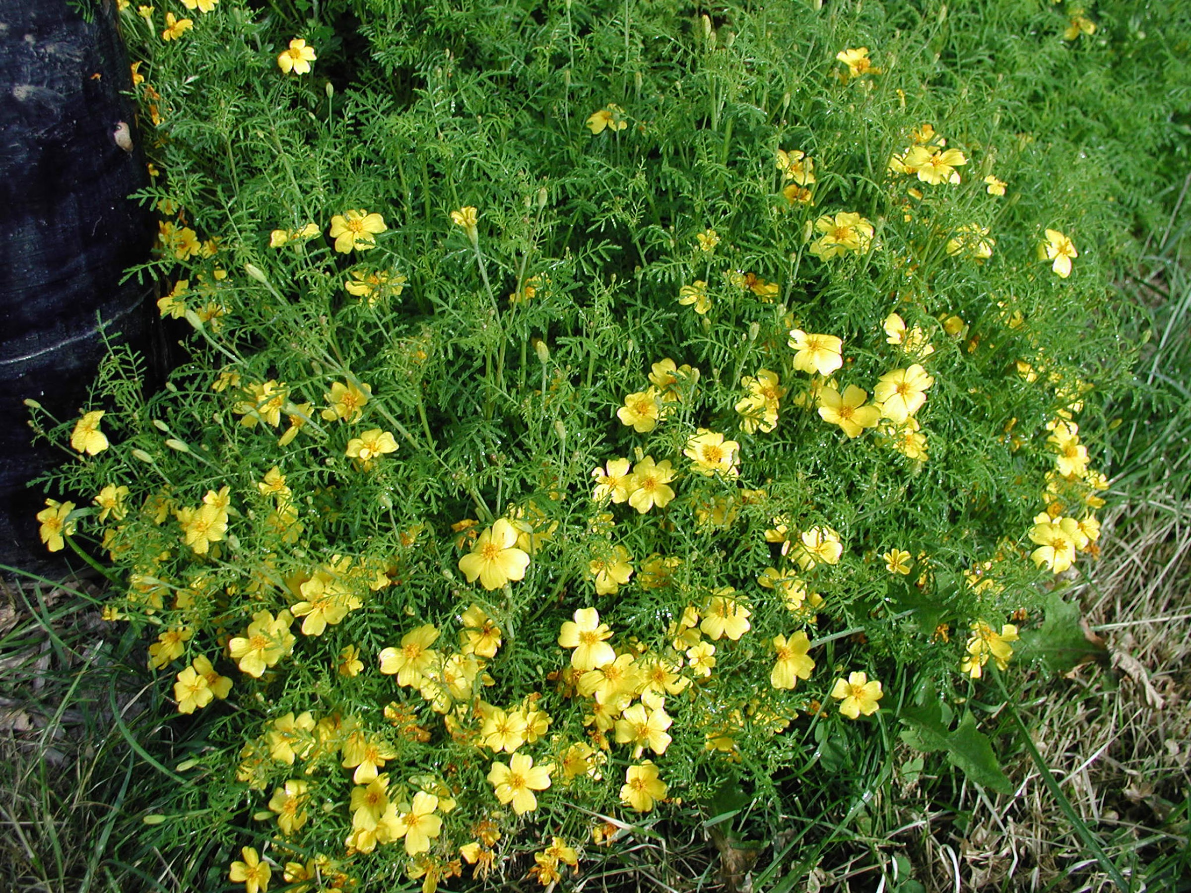 Lemon Gem marigold