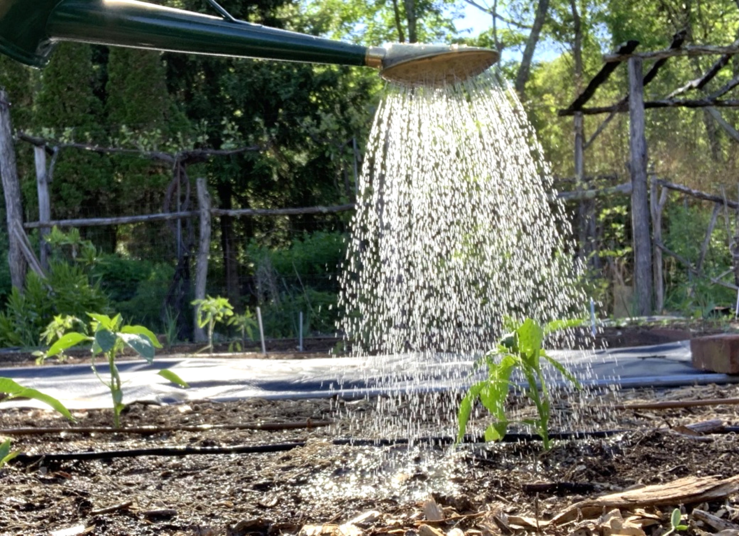 Watering can watering