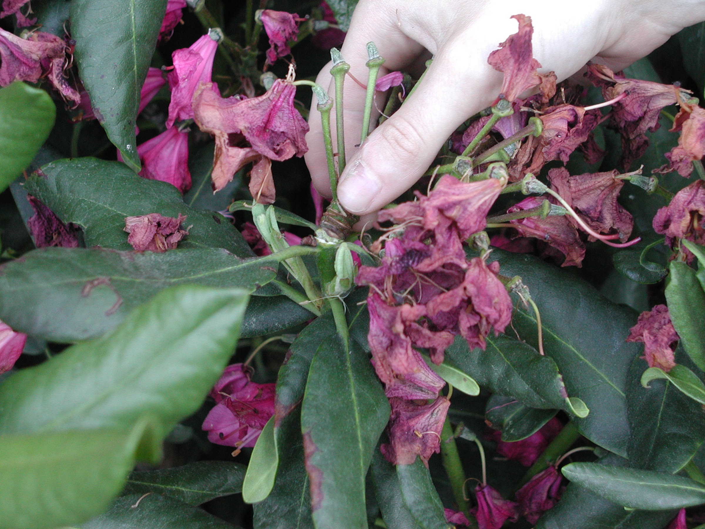 Pinching spent flowers from rhododendron