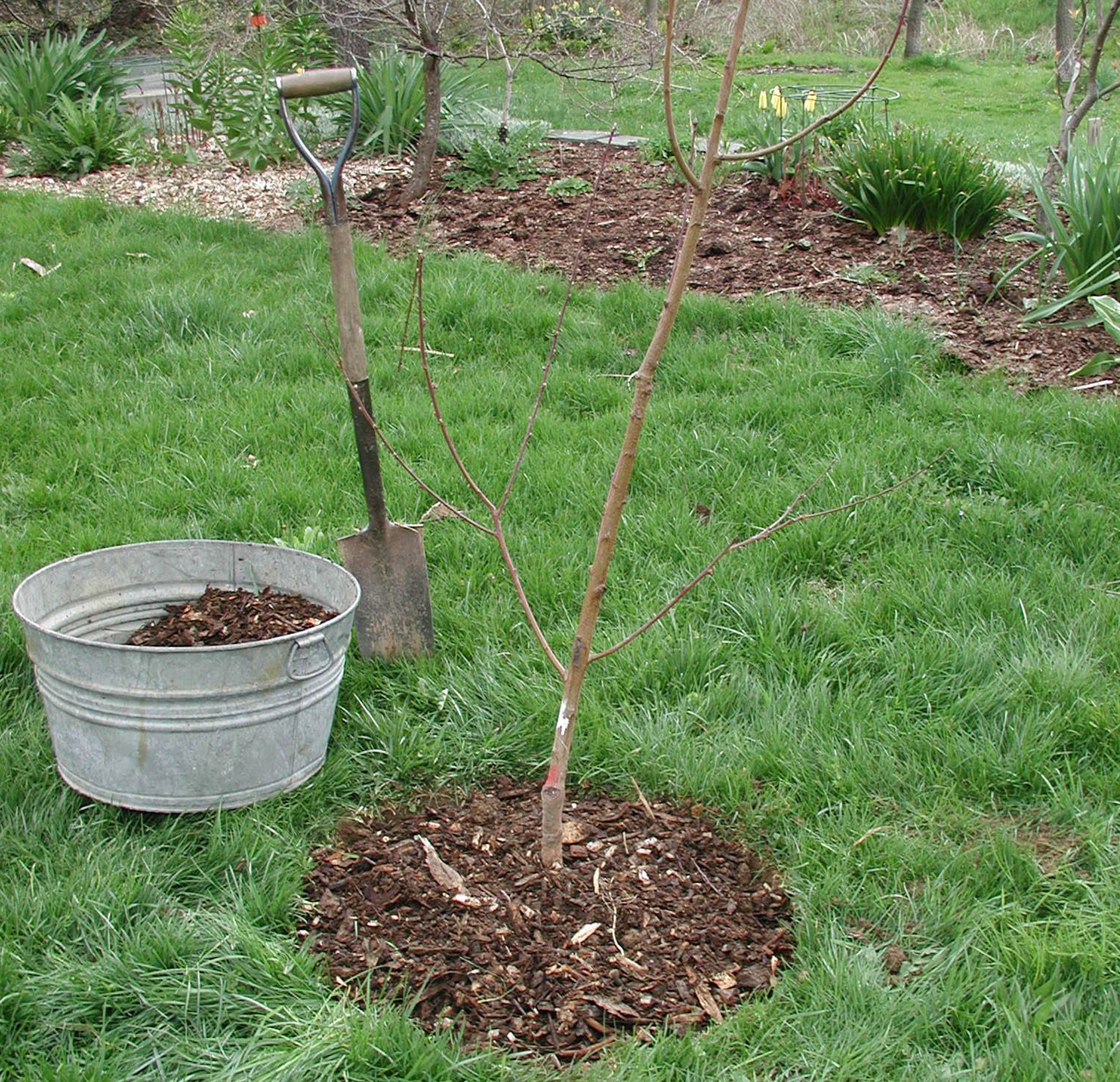 Mulched peach tree