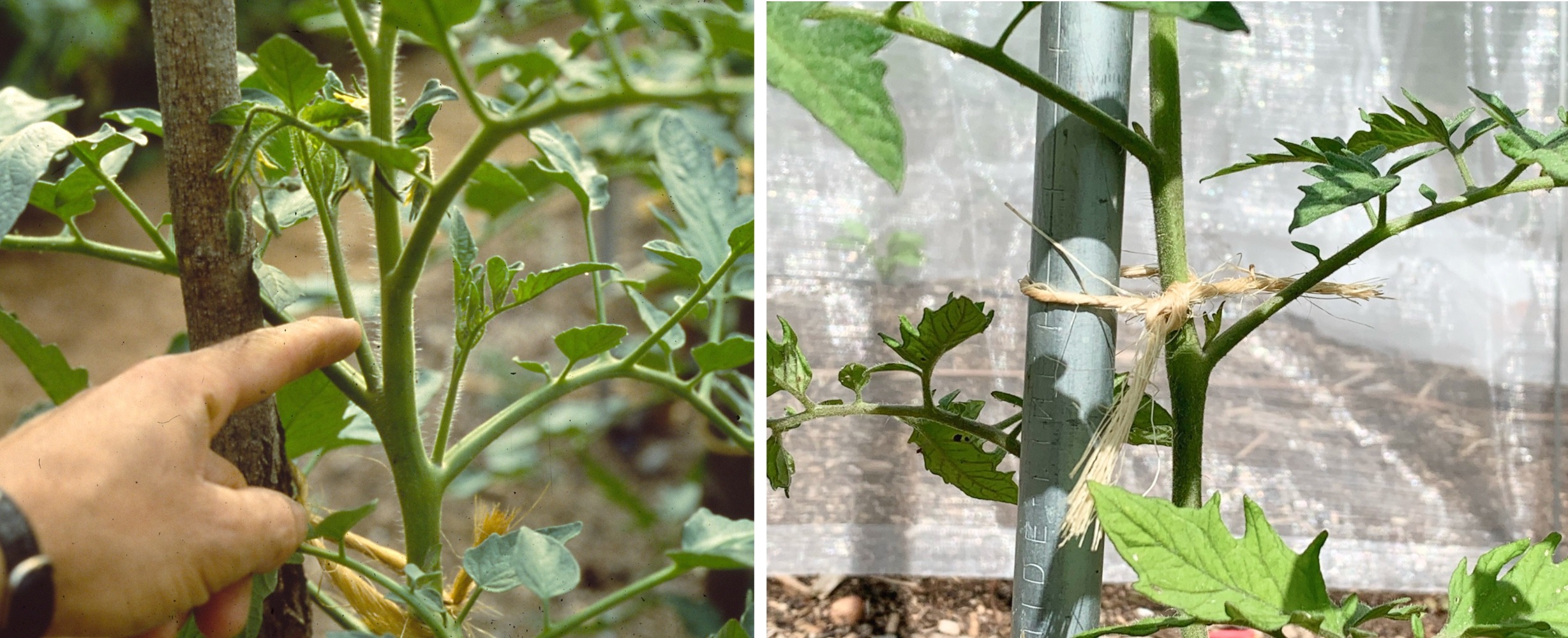 tomato pruning & tying