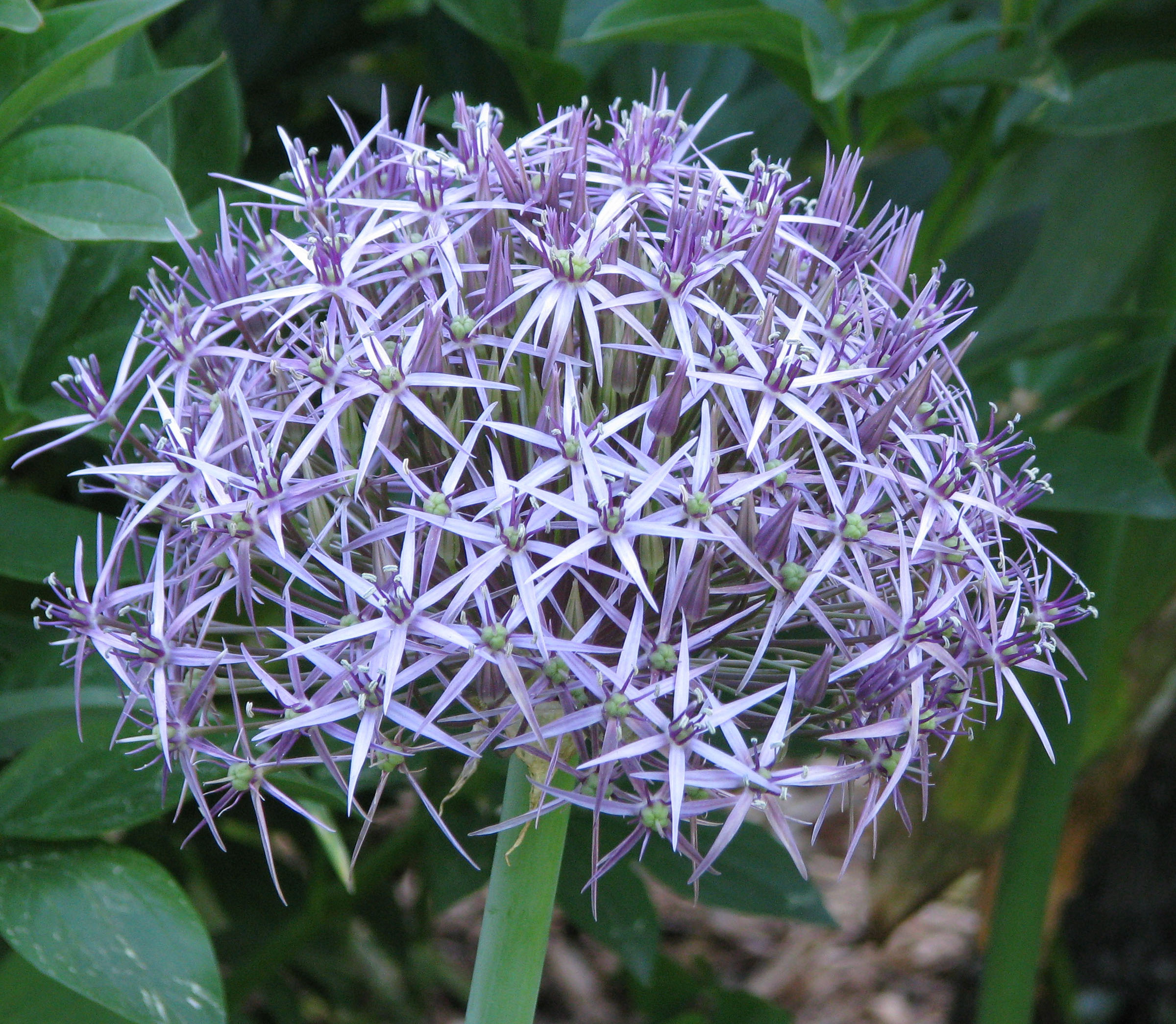 Star of Persia