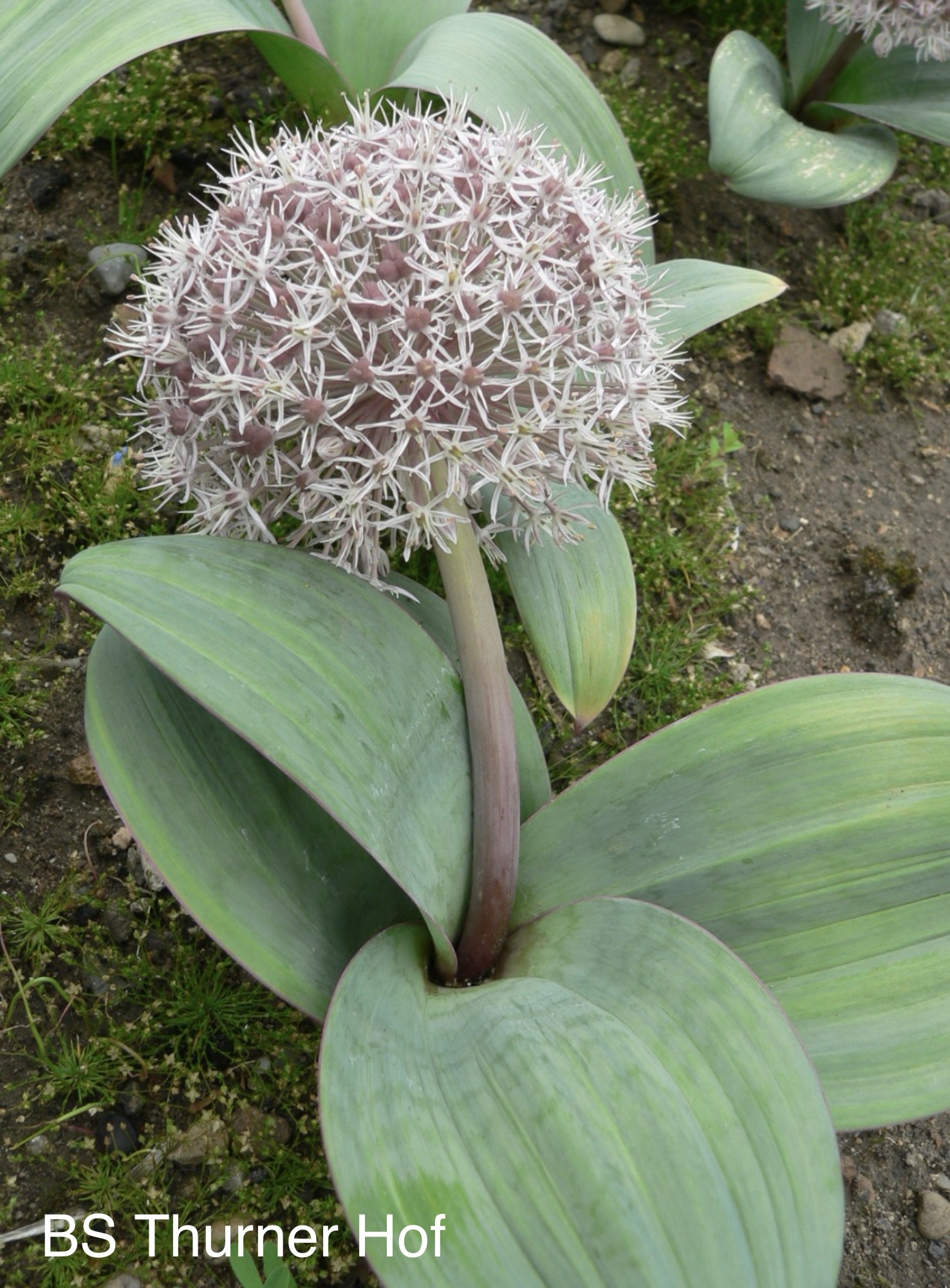 Giant onion 
