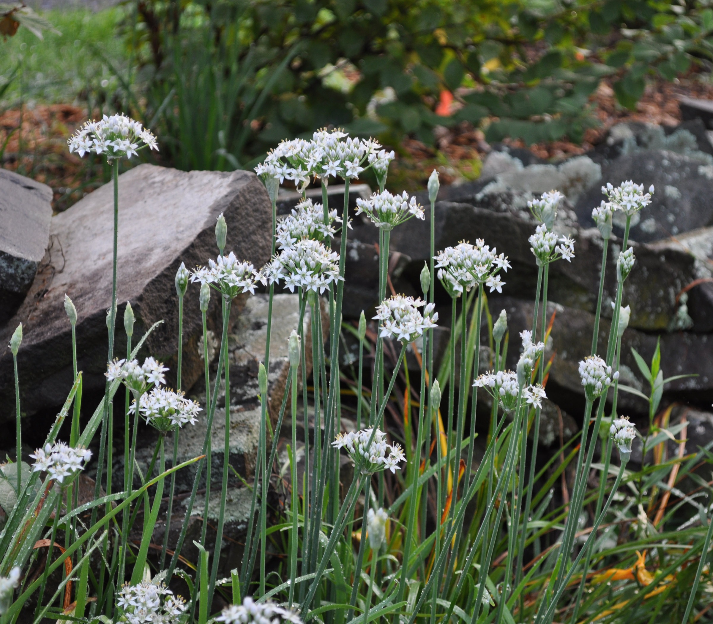 Garlic chives