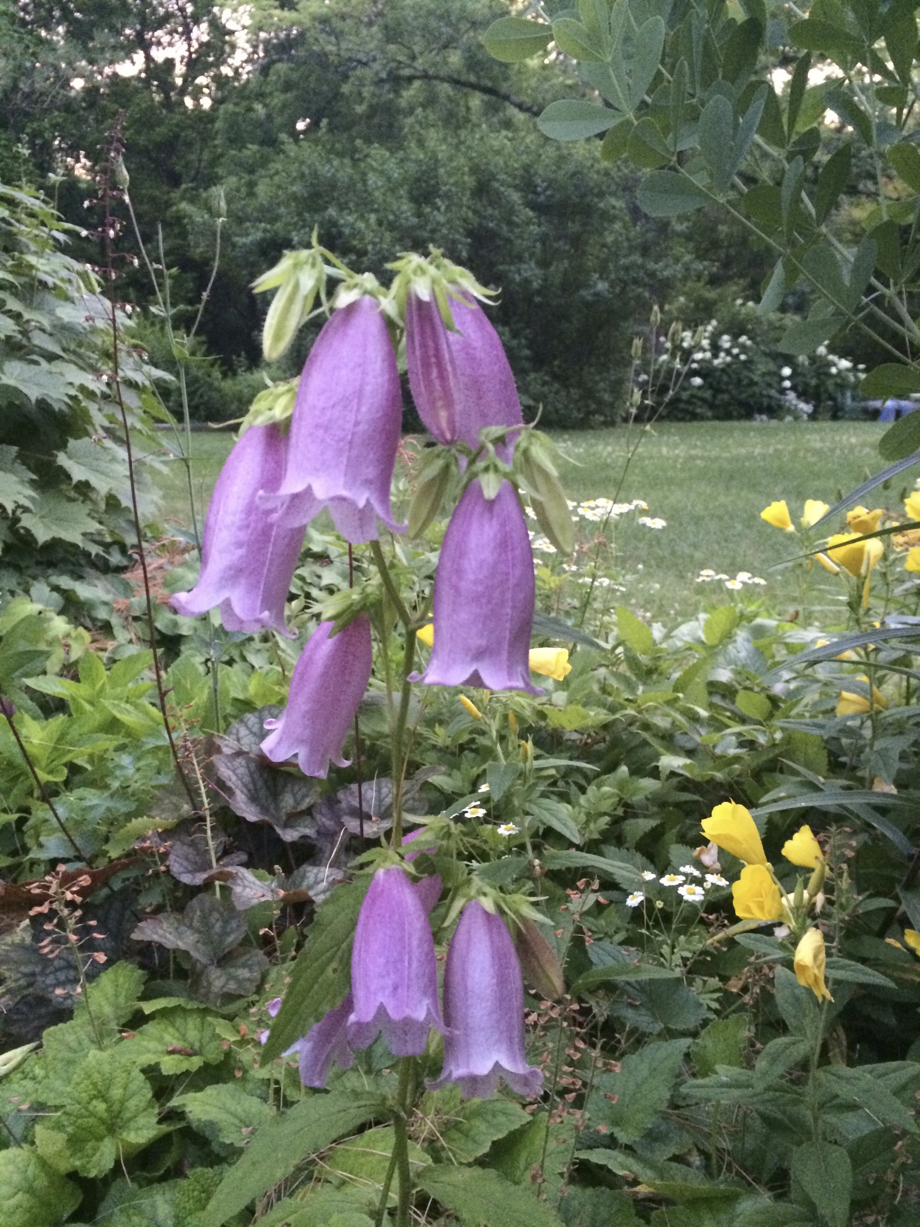 Canterbury Bells