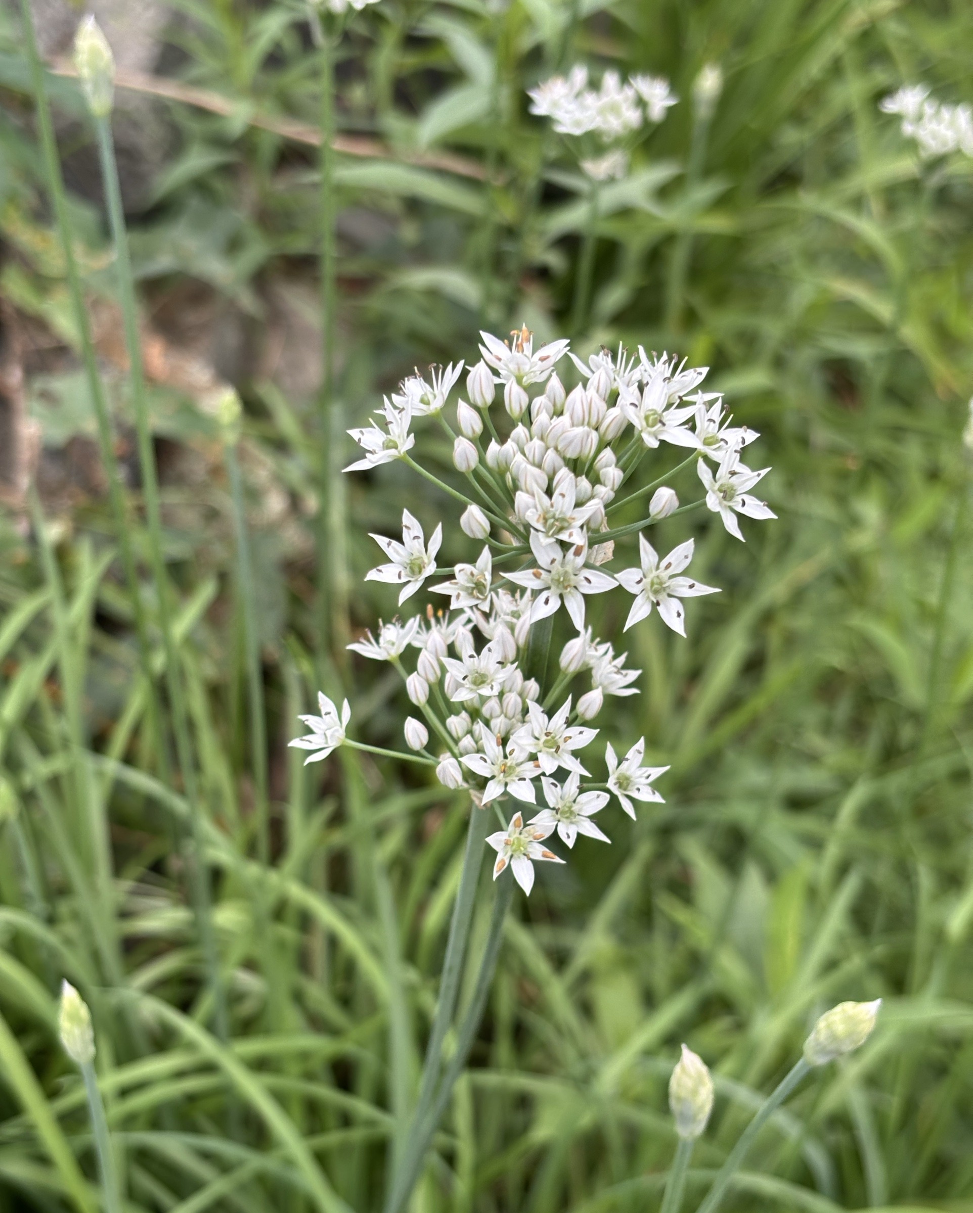 Garlic chives flowers up close