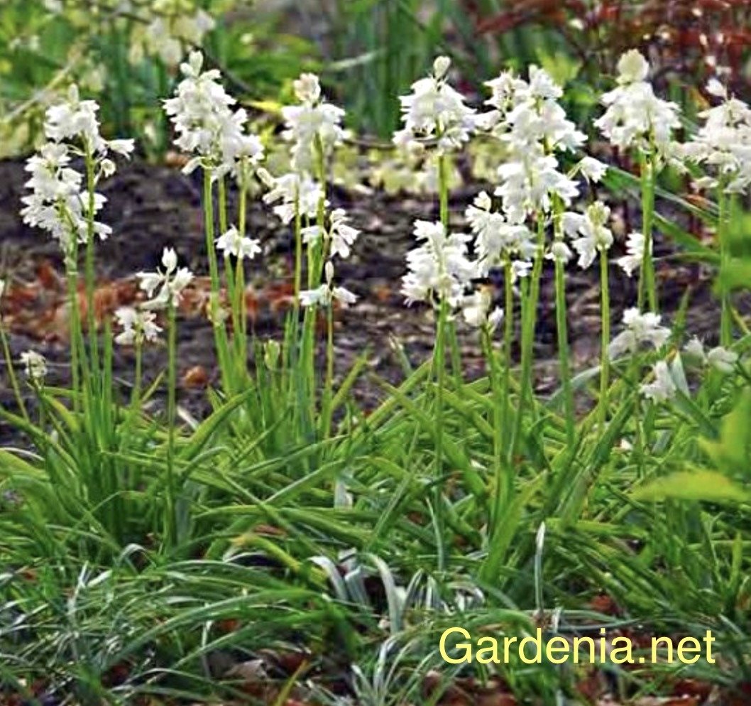 Hyacinthoides
