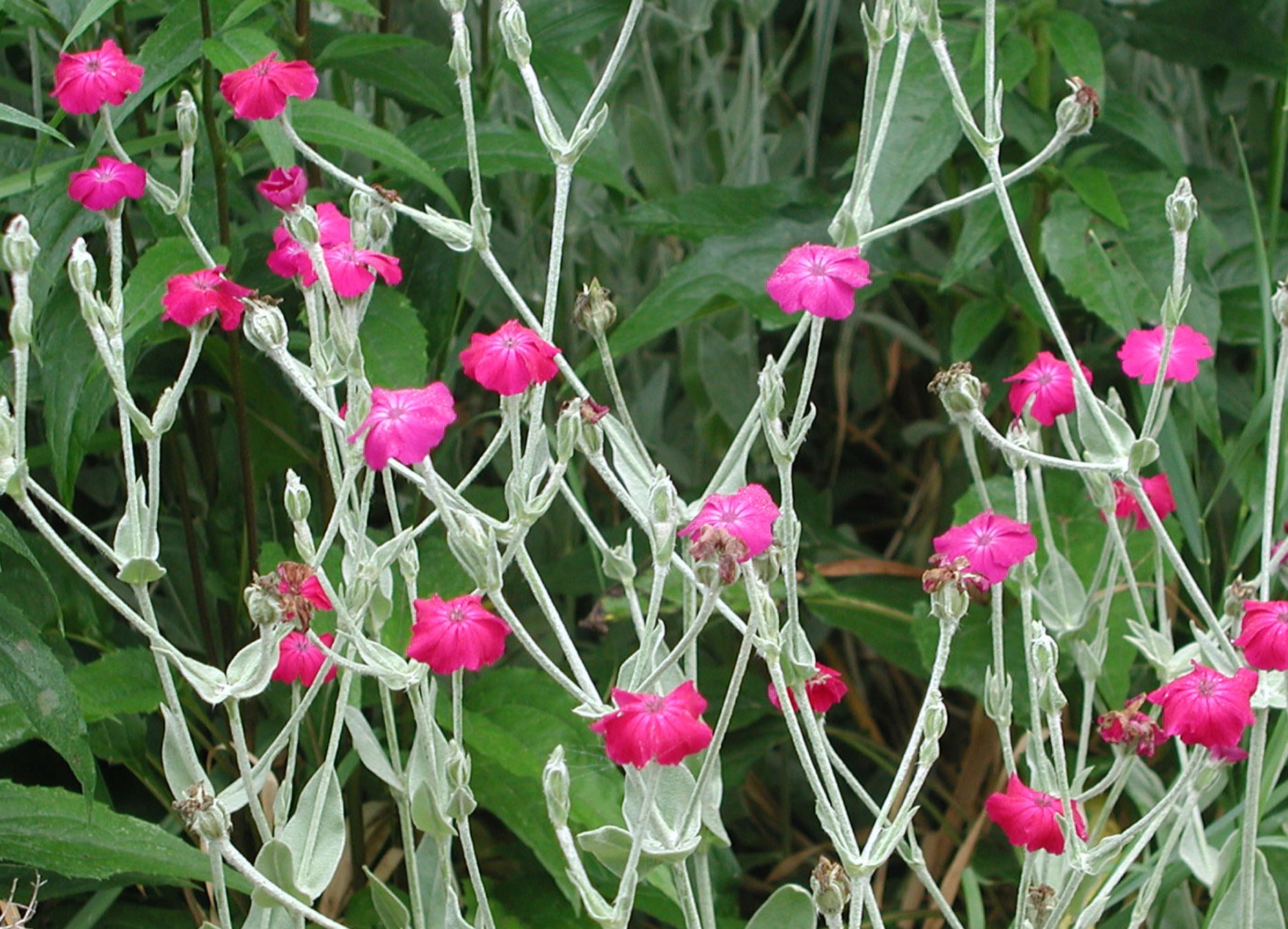 Silene coronaria, rose campion