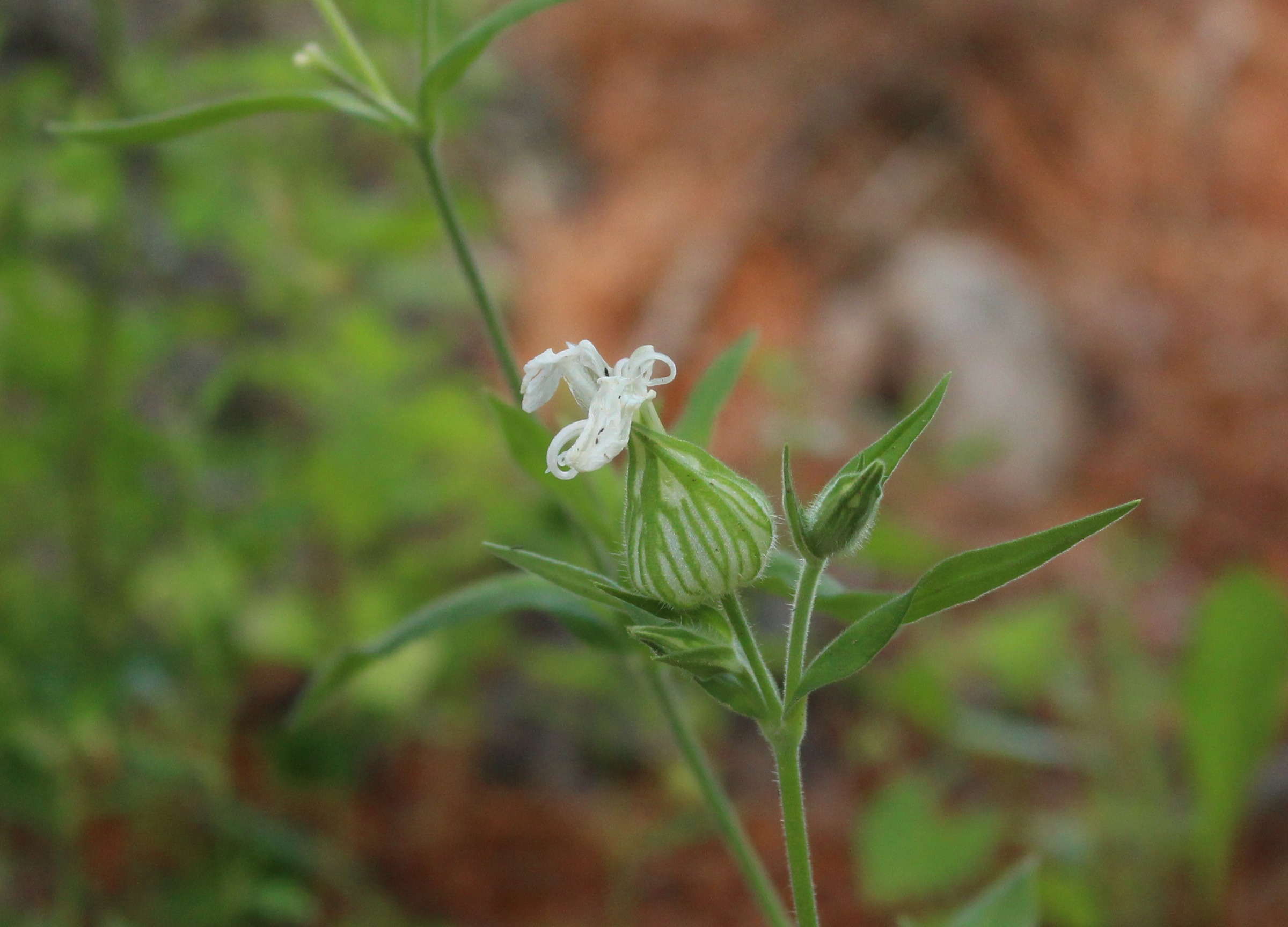 Silene latifolia, white cockle
