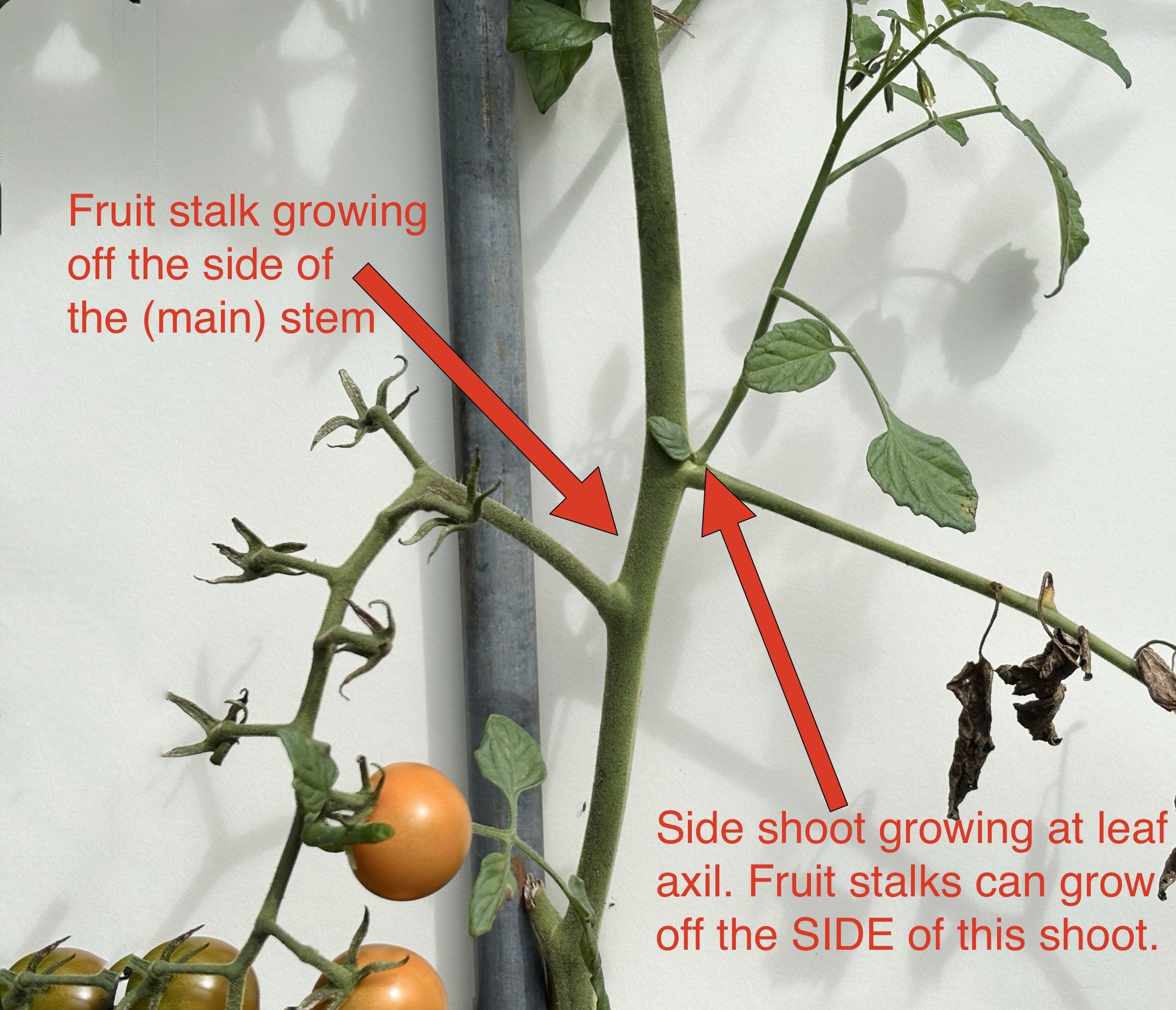 Fruiting habit of indeterminate tomatoes