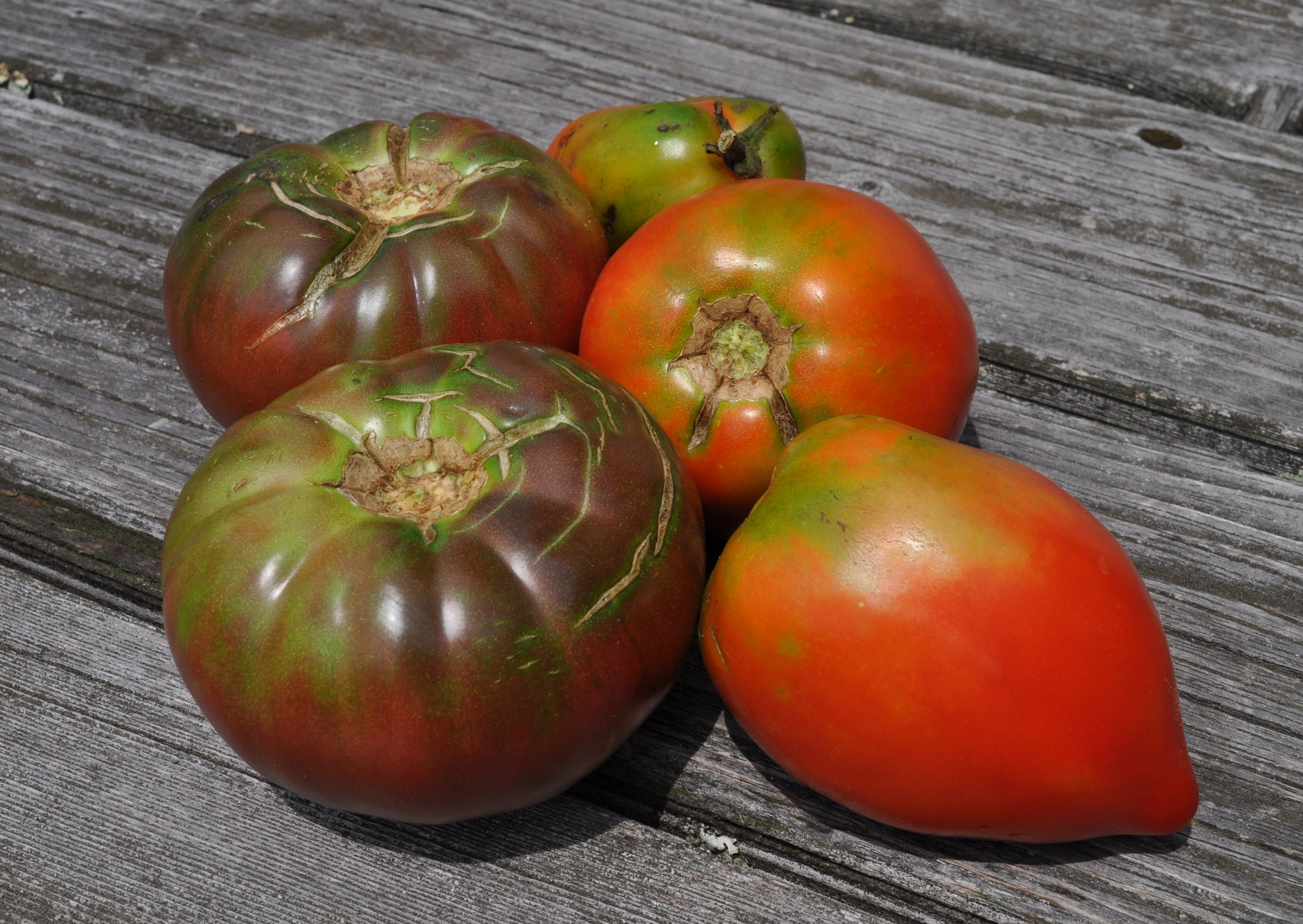 Tomatoes, Cherokee Purple & Amish Paste