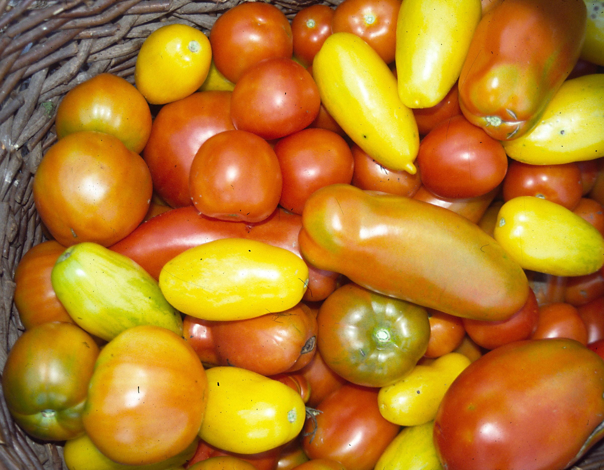 Various tomato varieties