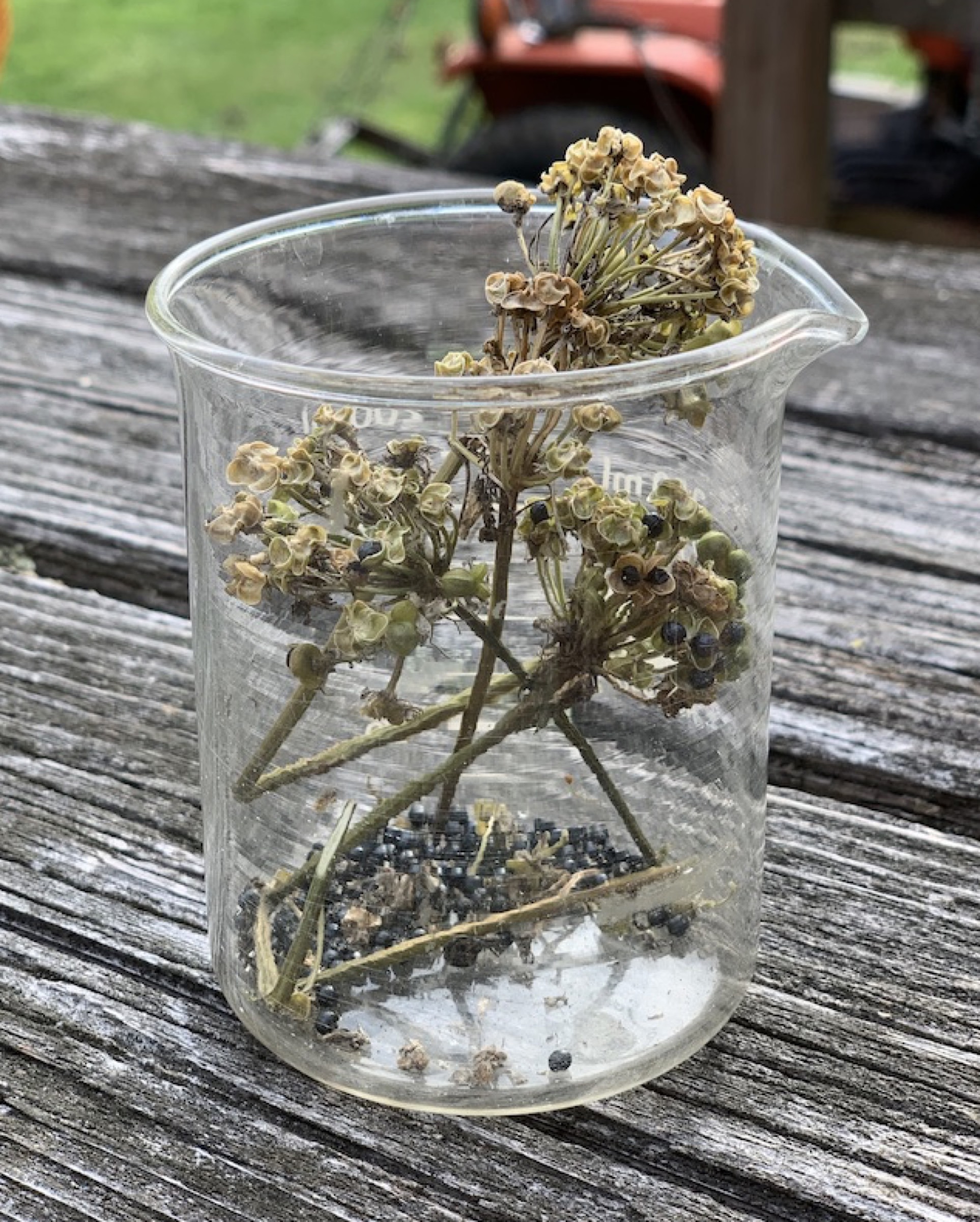 Drying seeds of ramps