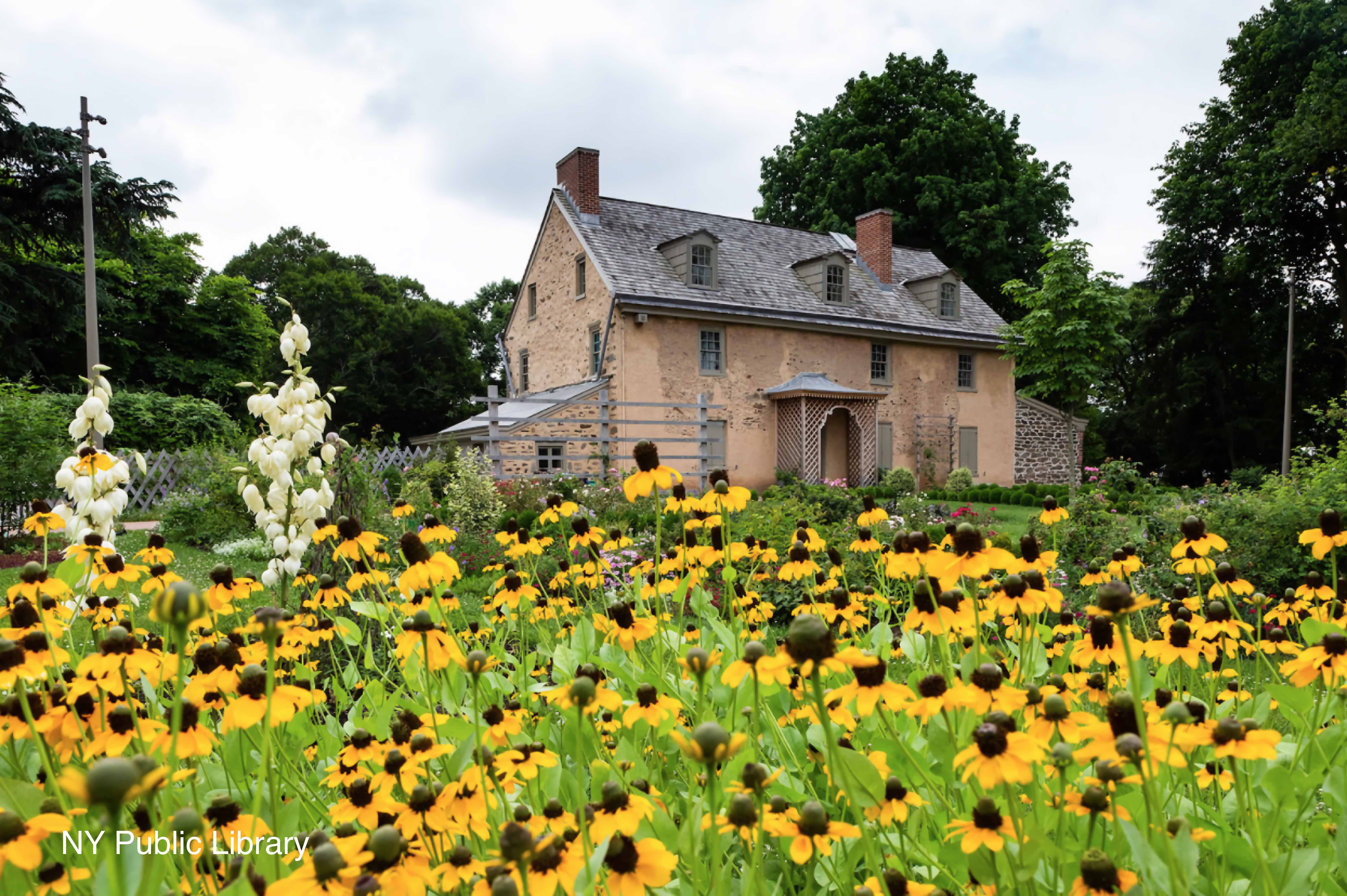 Daisy field and Bartram's house