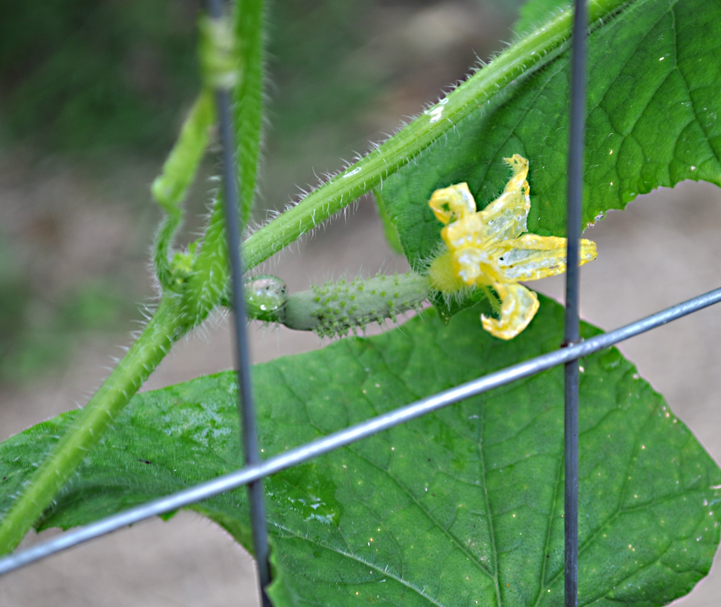 Female cucumber flower