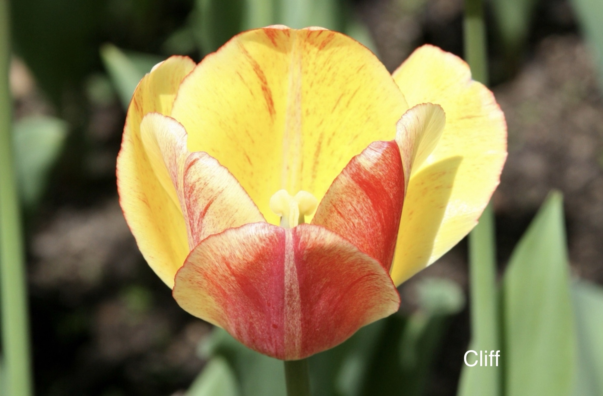 Darwin Hybrid Tulip 'Gudoshnik'