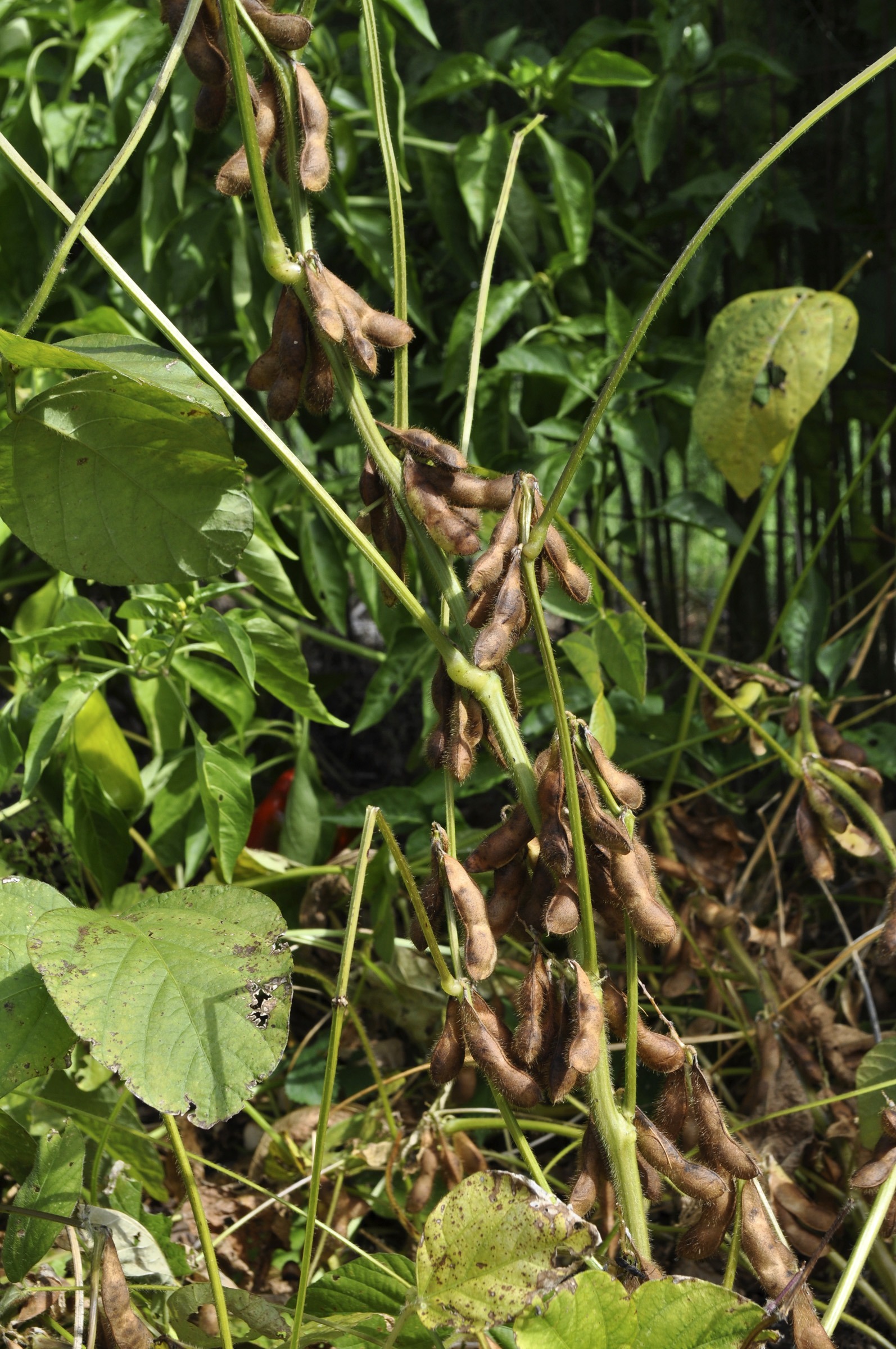 Edemame ready for seed harvest