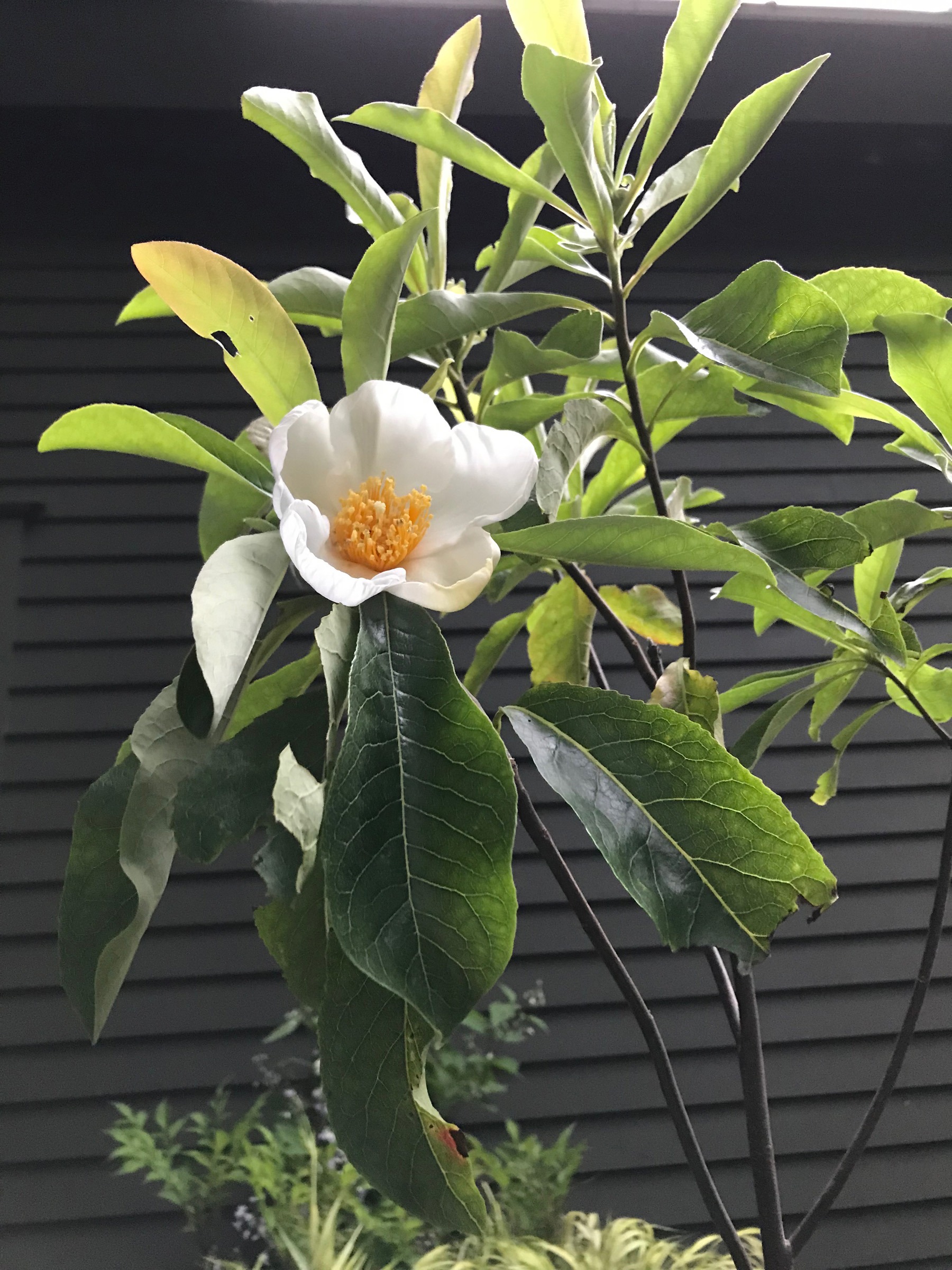 Franklinia flower