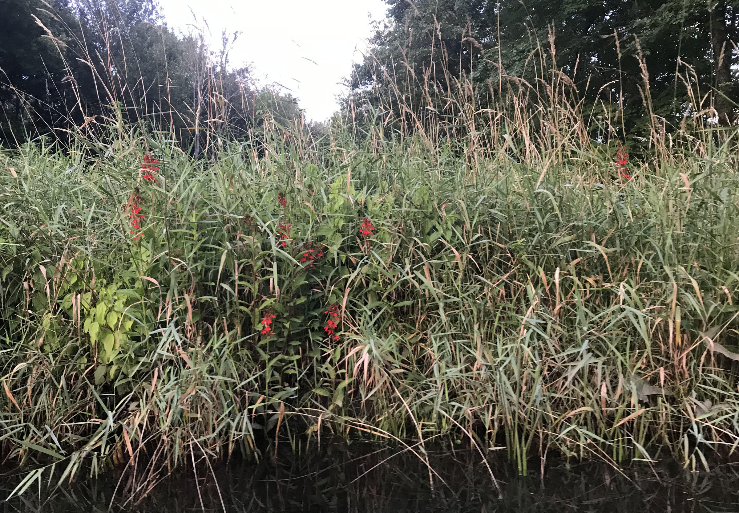 Cardinal flower along a ditch