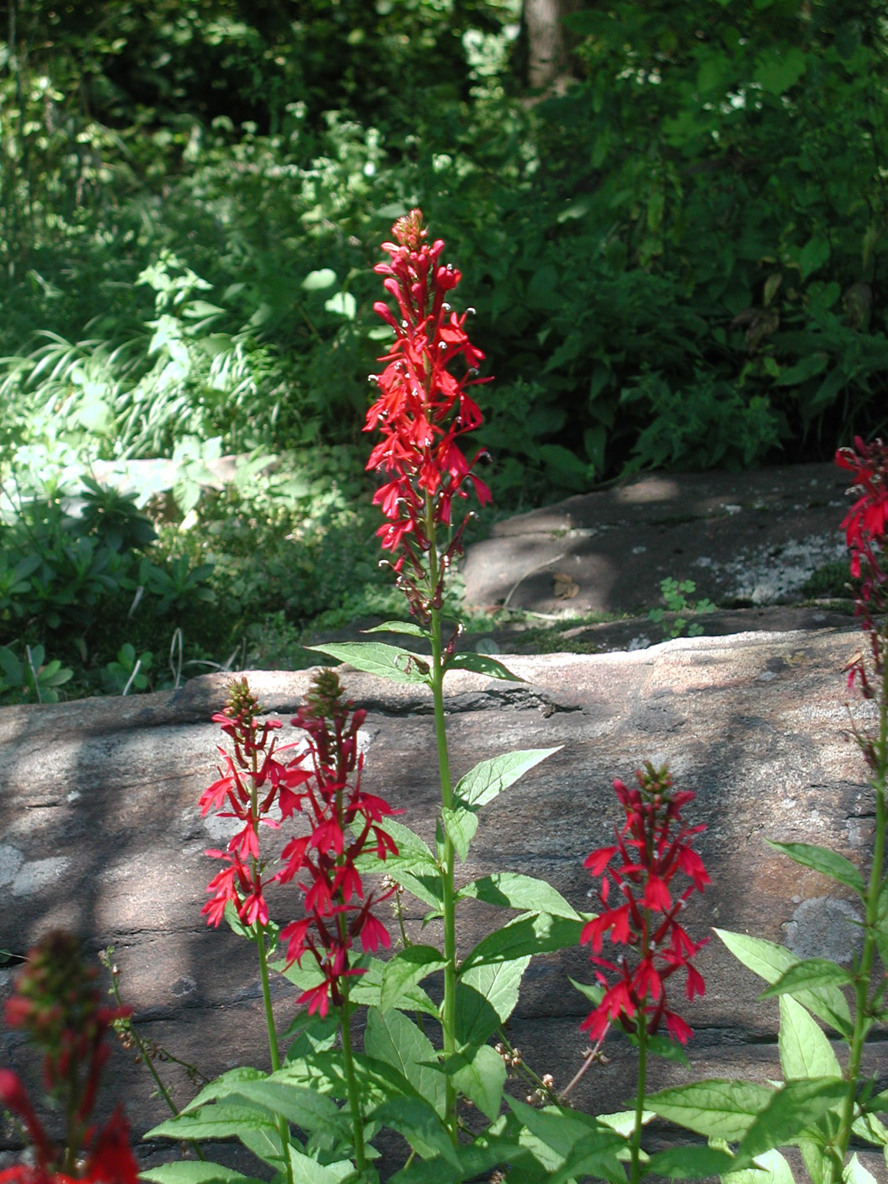 Cardinal flower in the wild, close up