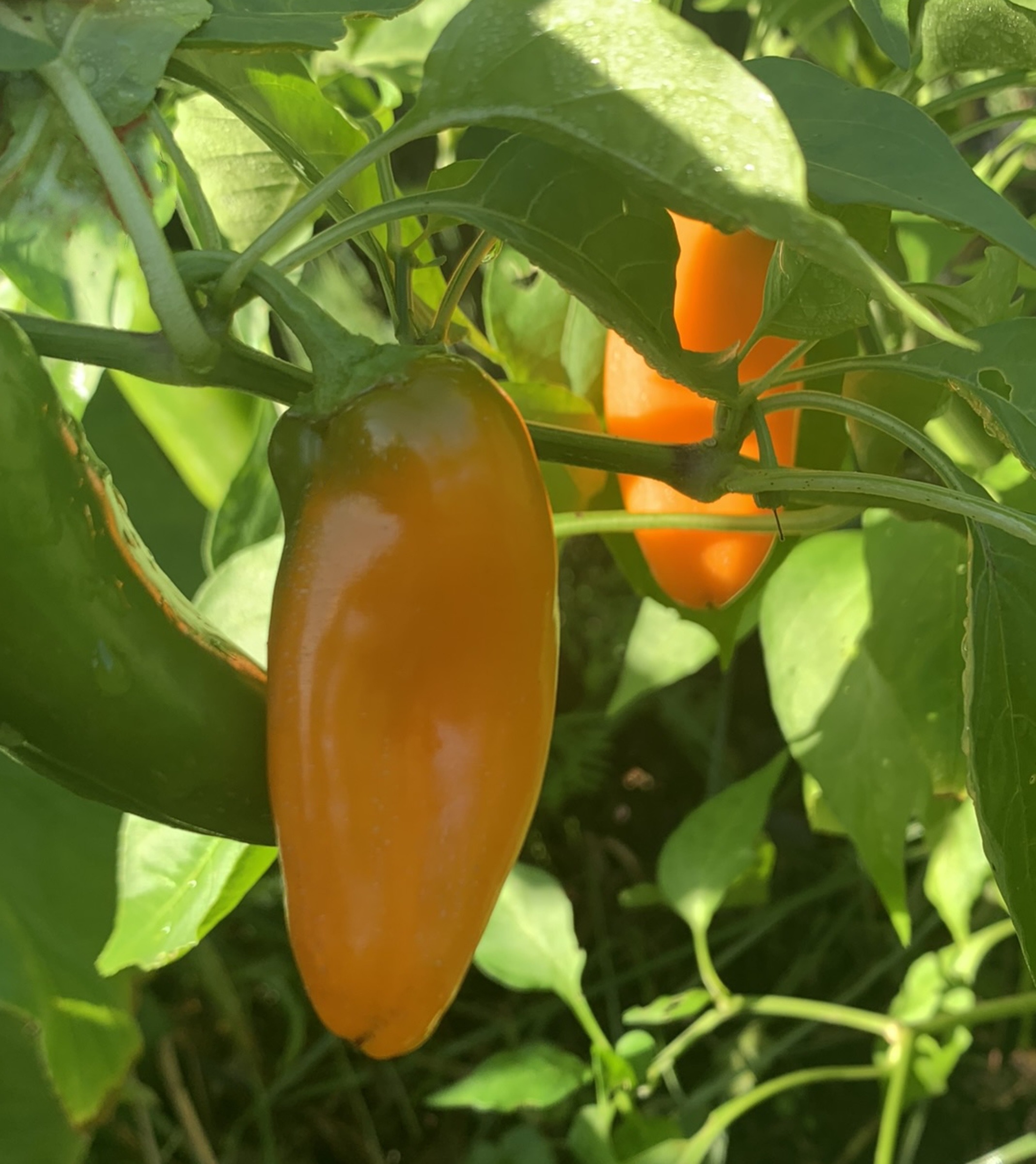 Picnic Orange pepper from saved seed