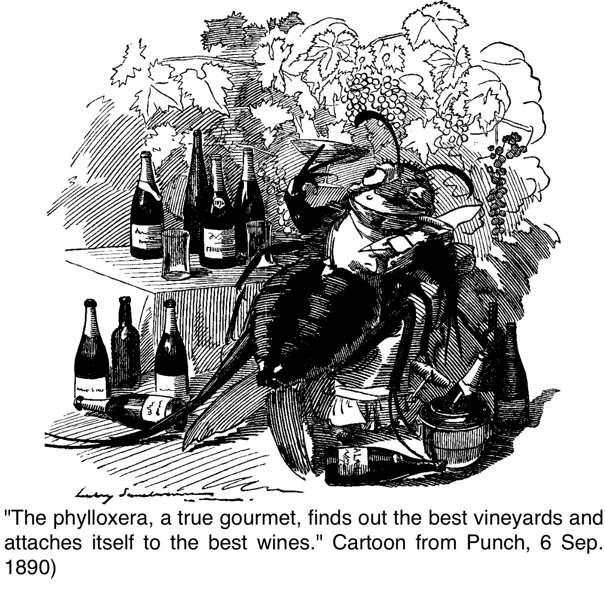 Phylloxera cartoon