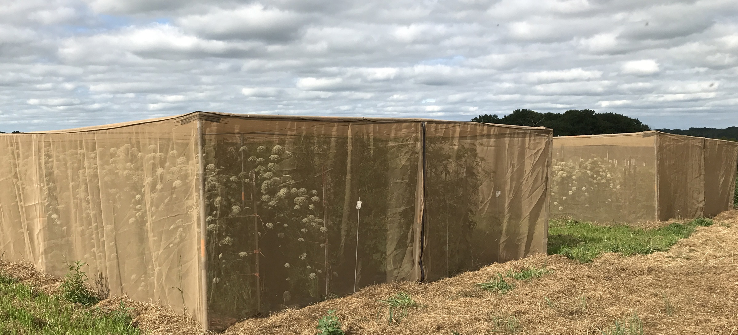 Cages at Seedsavers Exchange for preventing cross-pollination