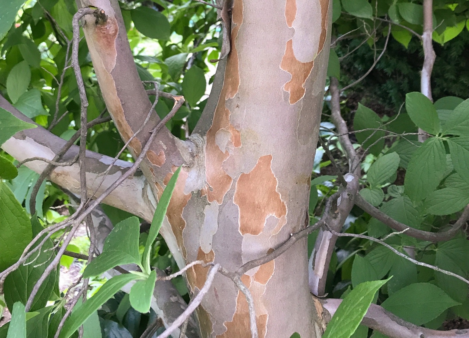 Japanese stewartia bark