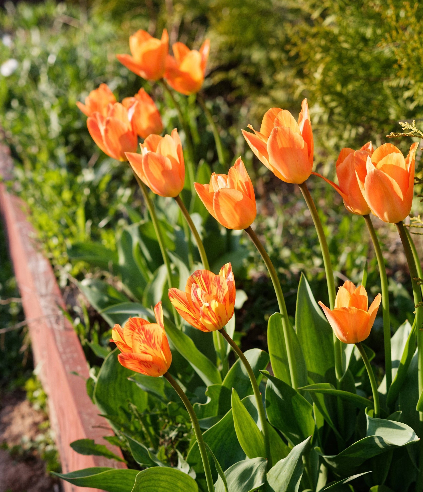 Tulipa fosteriana Orange Breeze