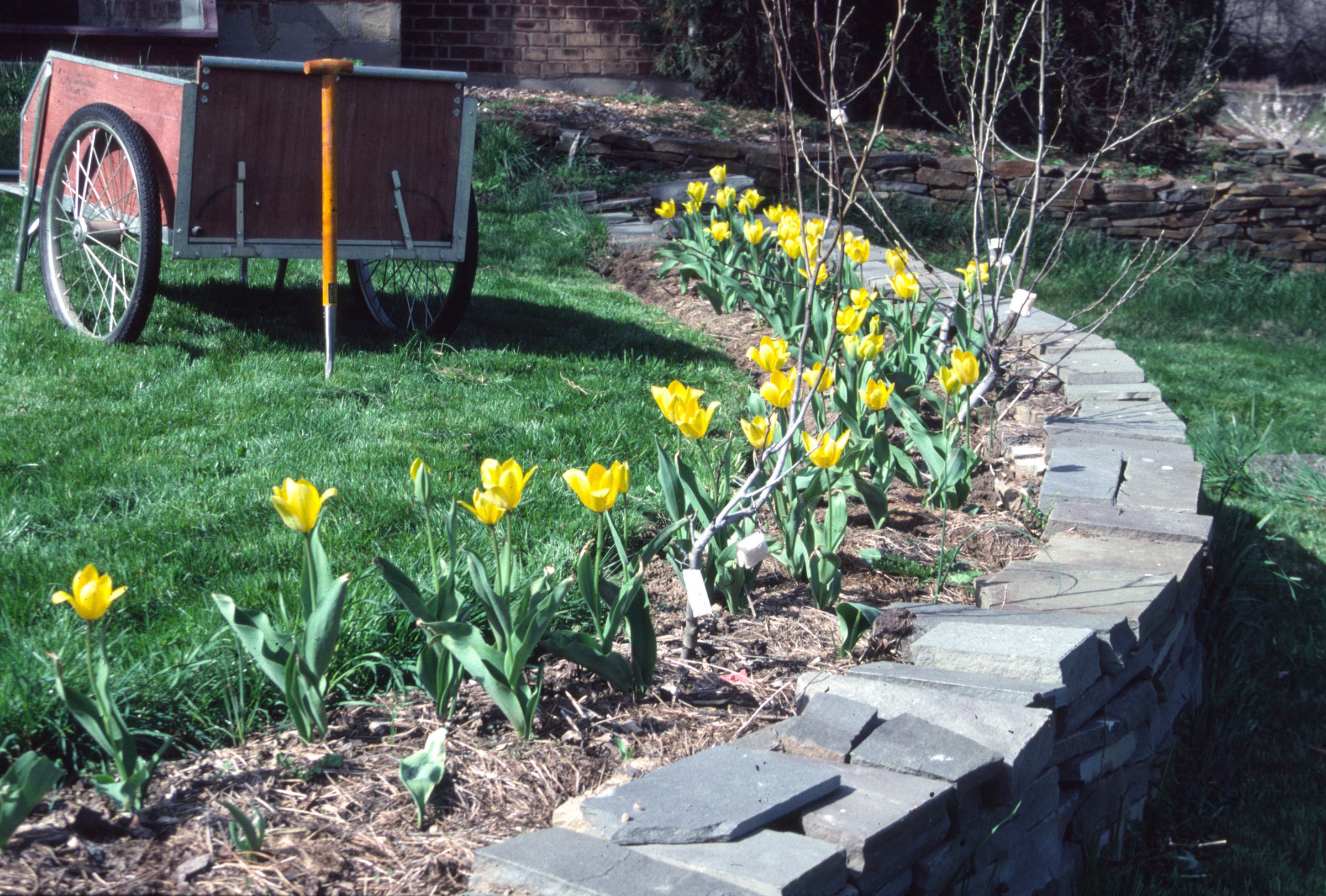 Tulipa fosteriana, Yellow Emperor