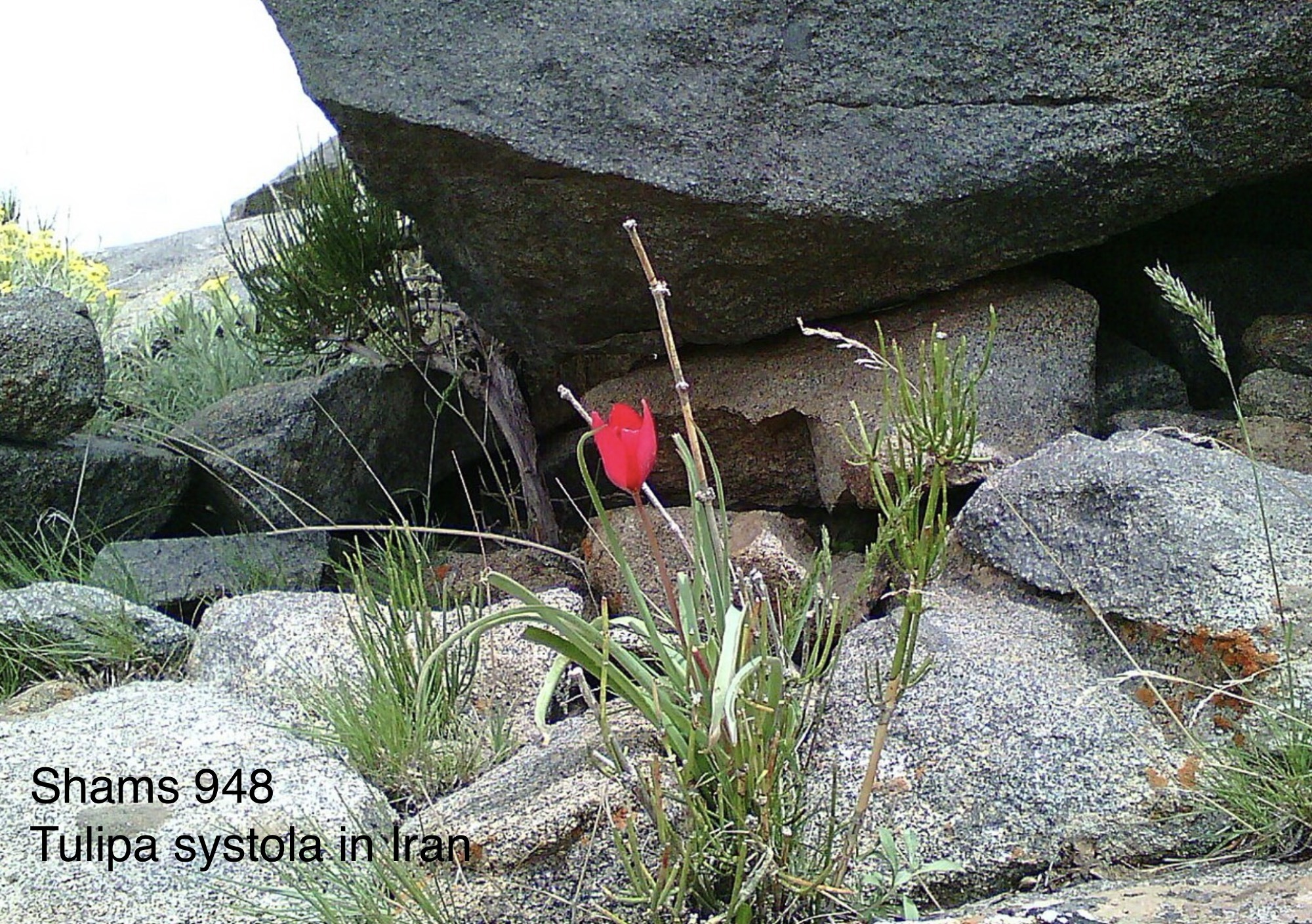 Tulipa systola in Iran