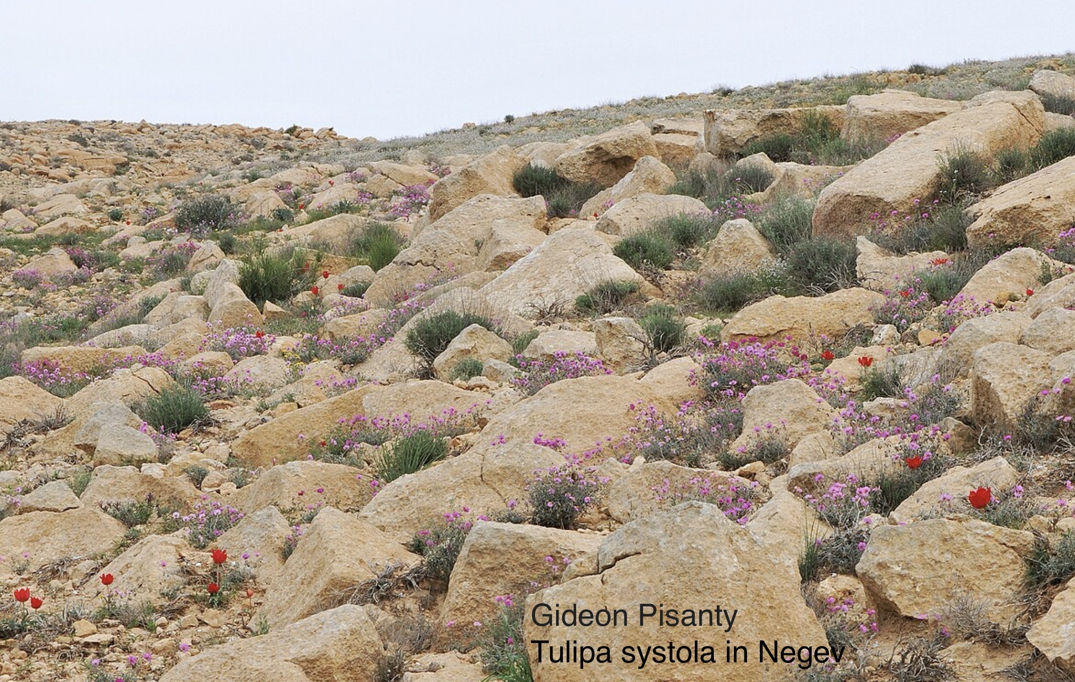 Tulipa systola in Negev