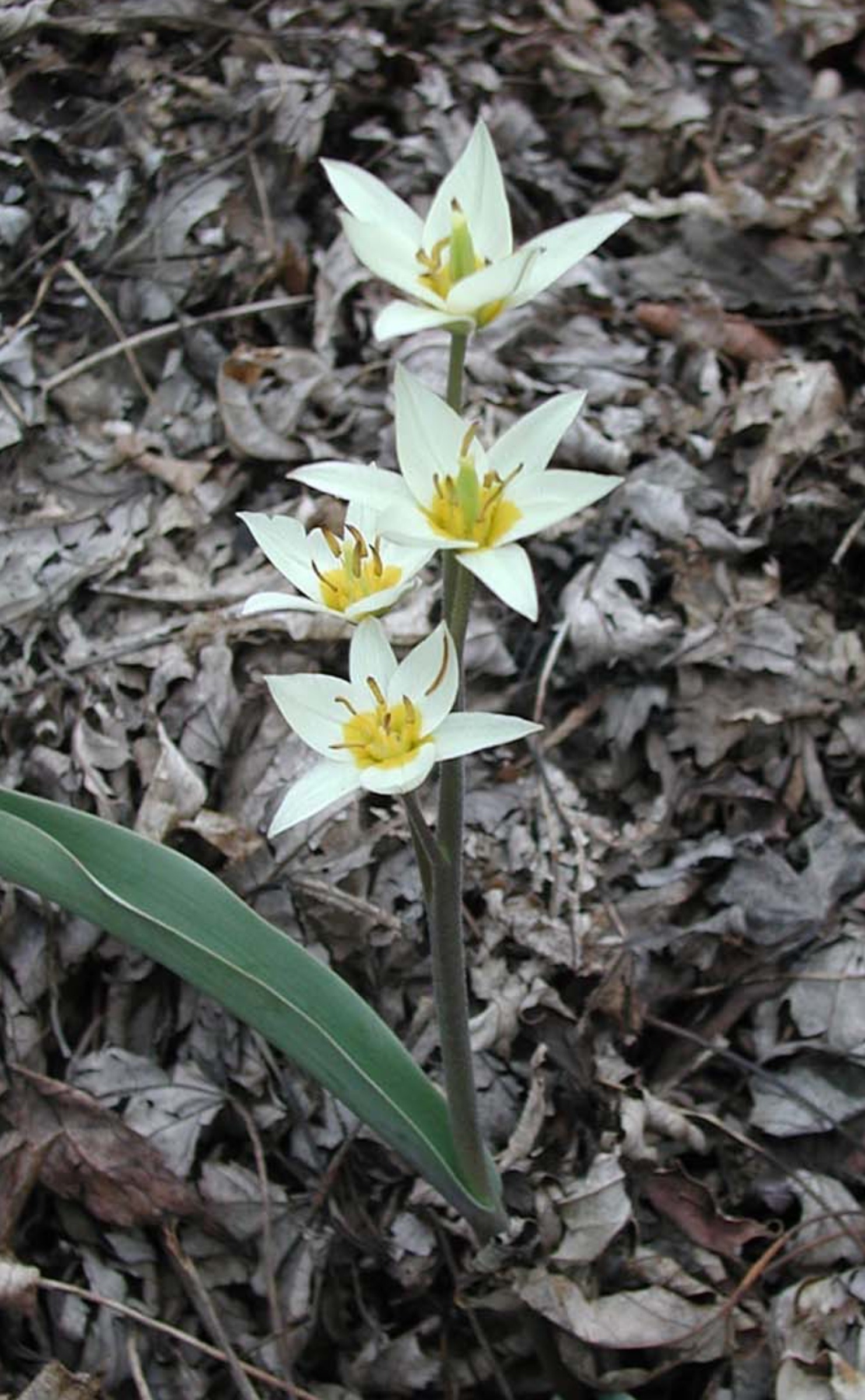 Tulipa turkestanica