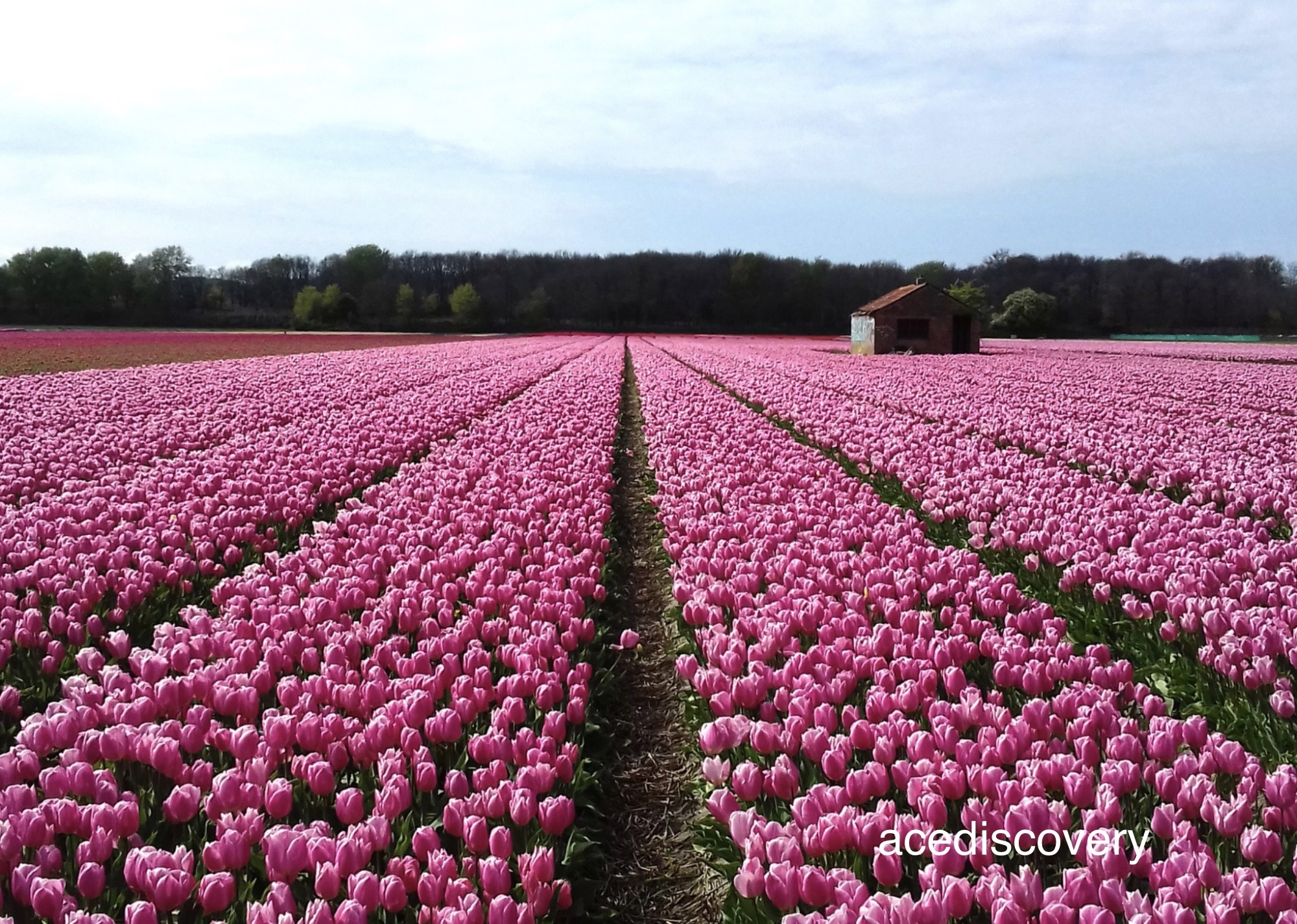 Tulips fields in Bollenstreek area of the Netherlands